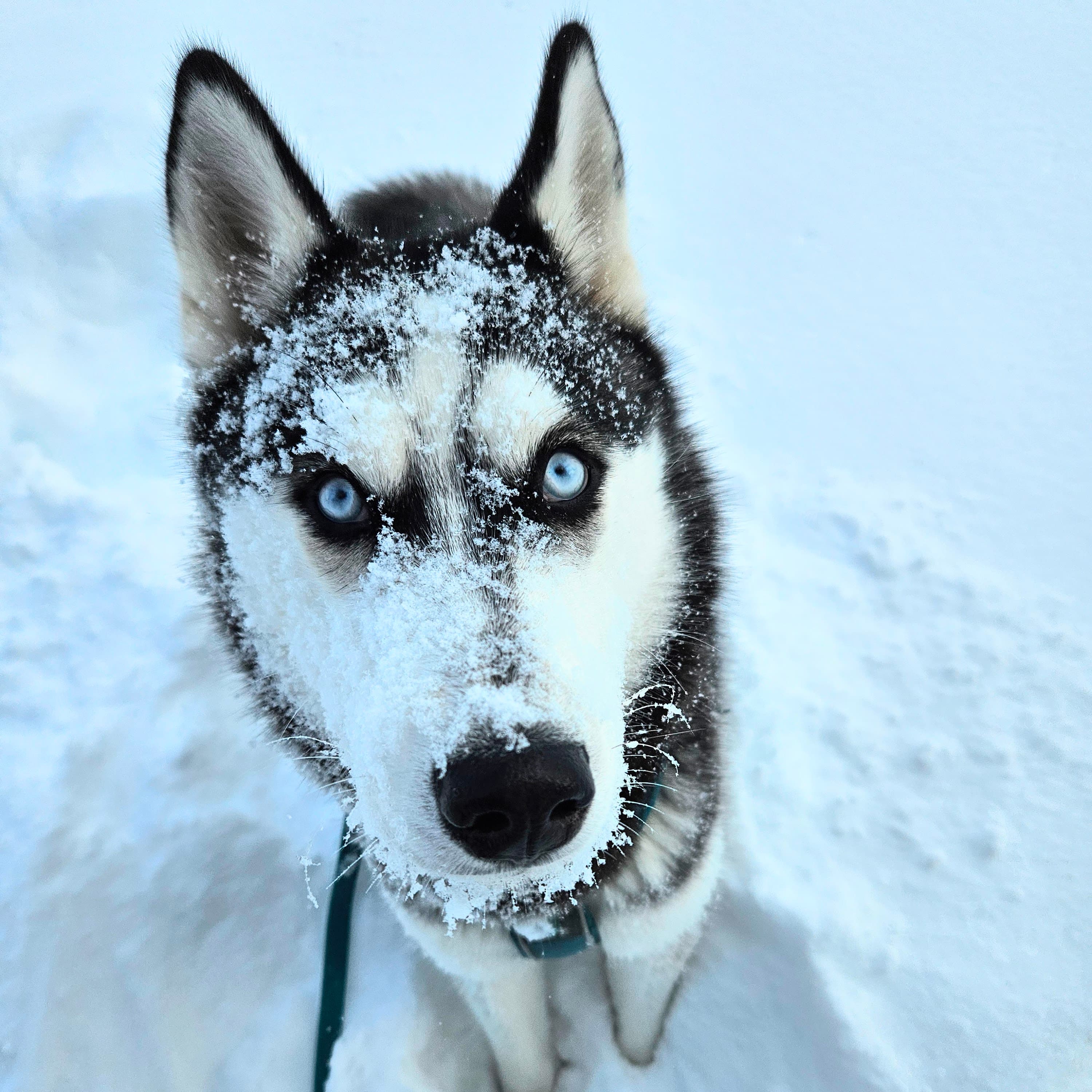 Hund anmelden Zürich: Schritt für Schritt