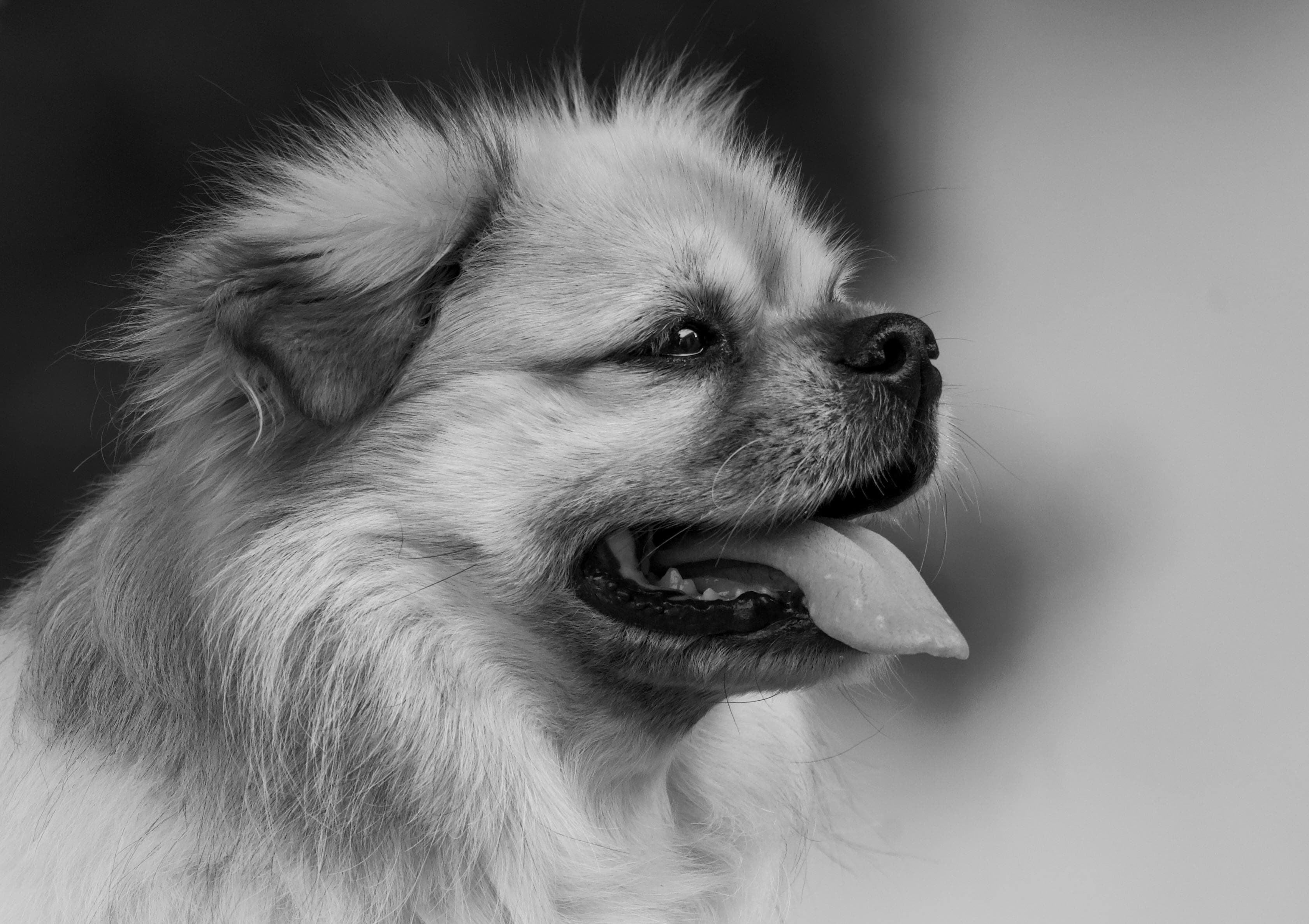 Hundekurs-Frist verpasst in Zürich: Was jetzt?