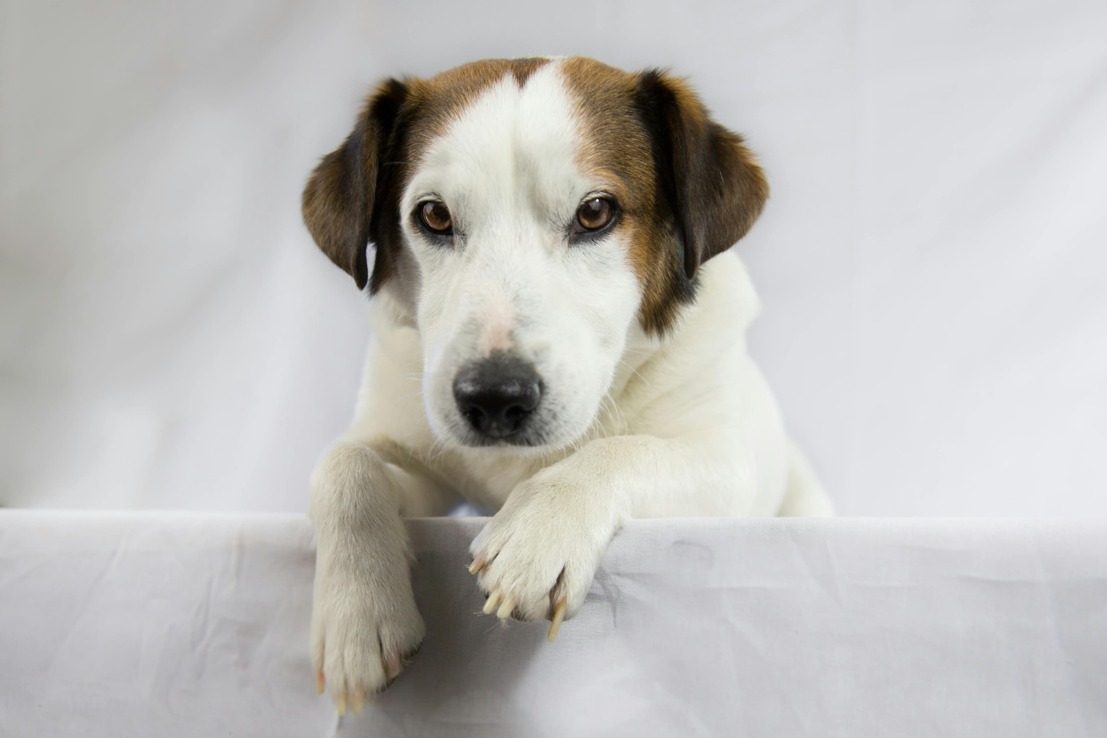 Hundekurs Frist verpasst Zürich: Was jetzt?