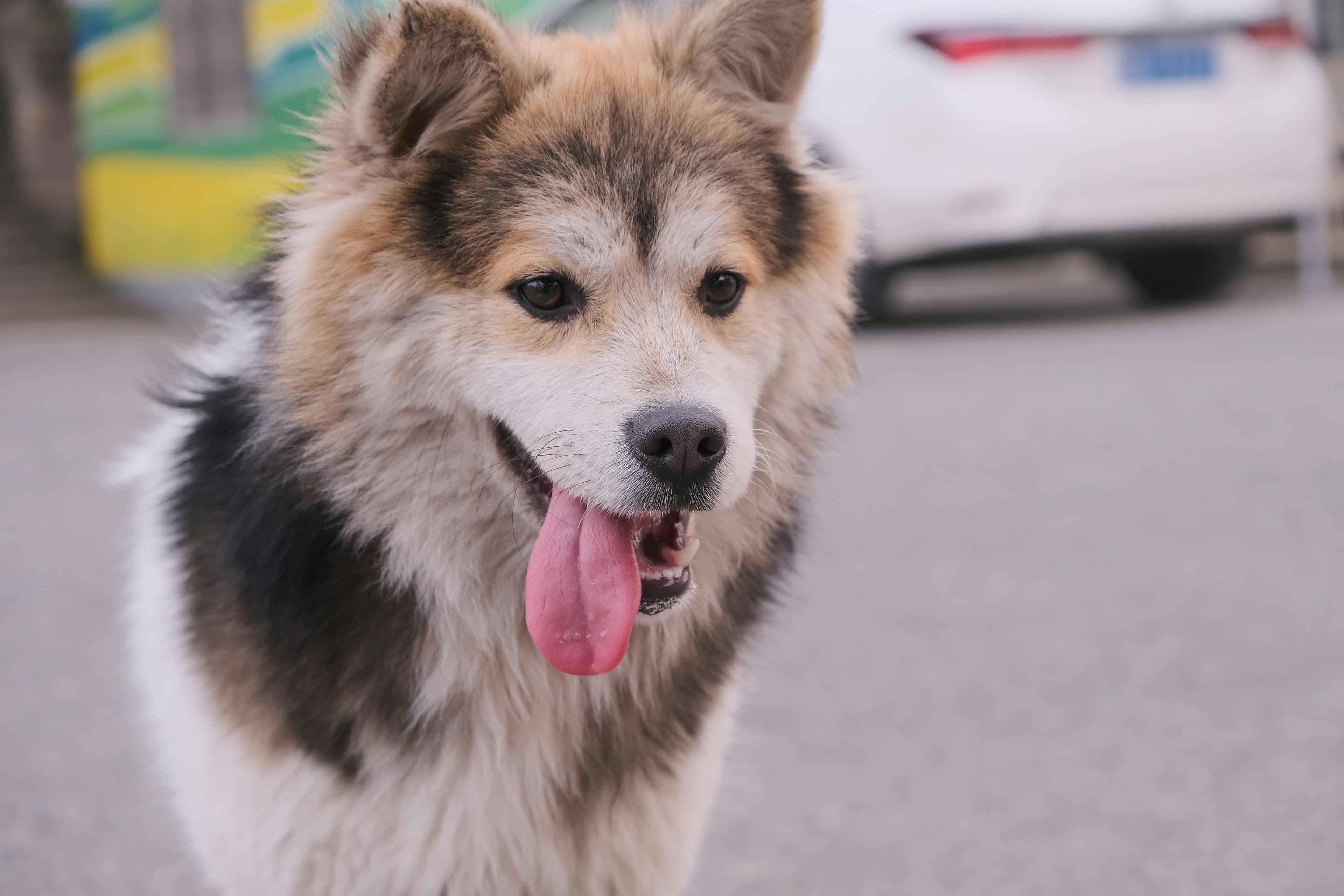 Practical Dog Course Zurich: What to Expect