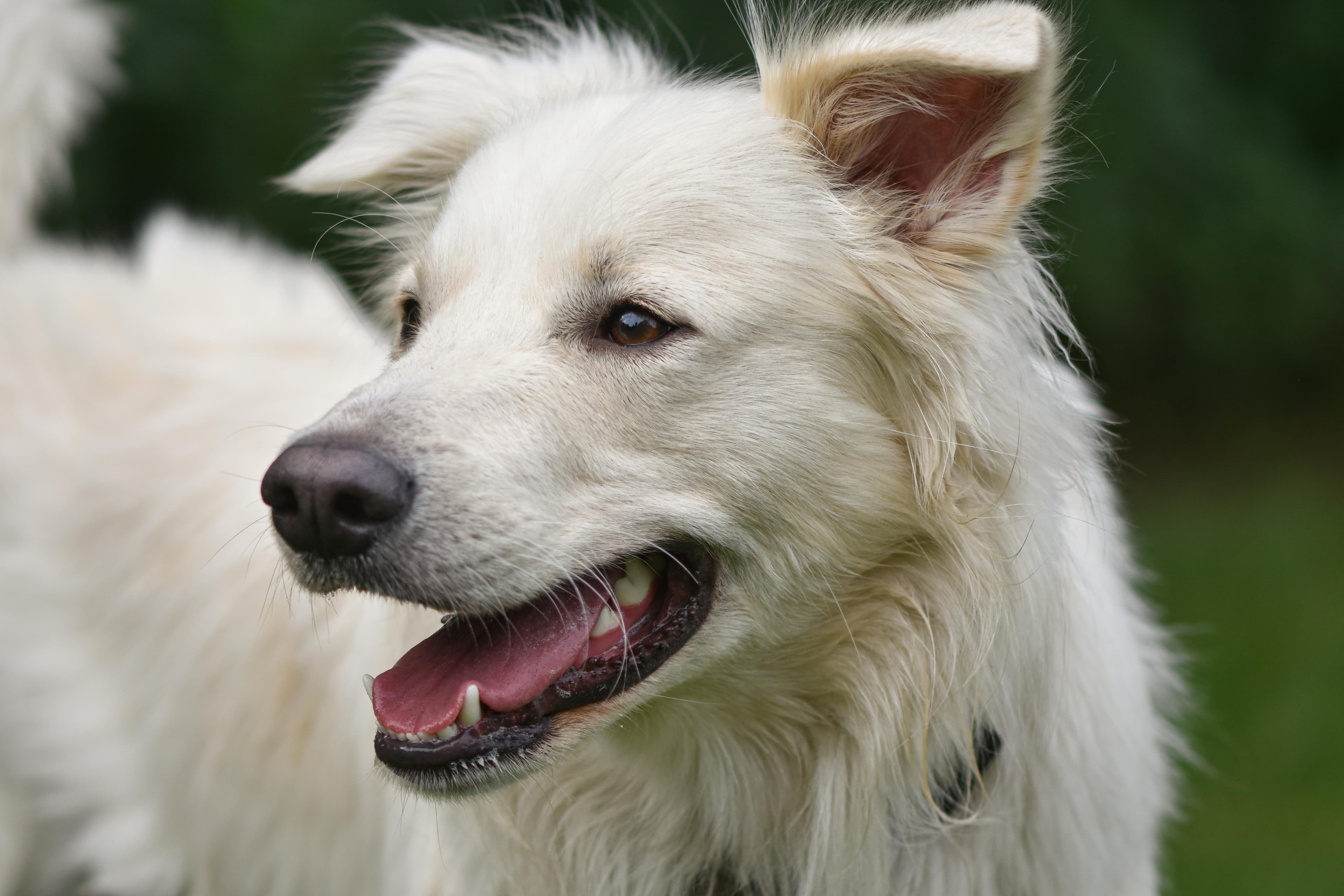 Theoriekurs Hund Zürich: Wer, wann, wie