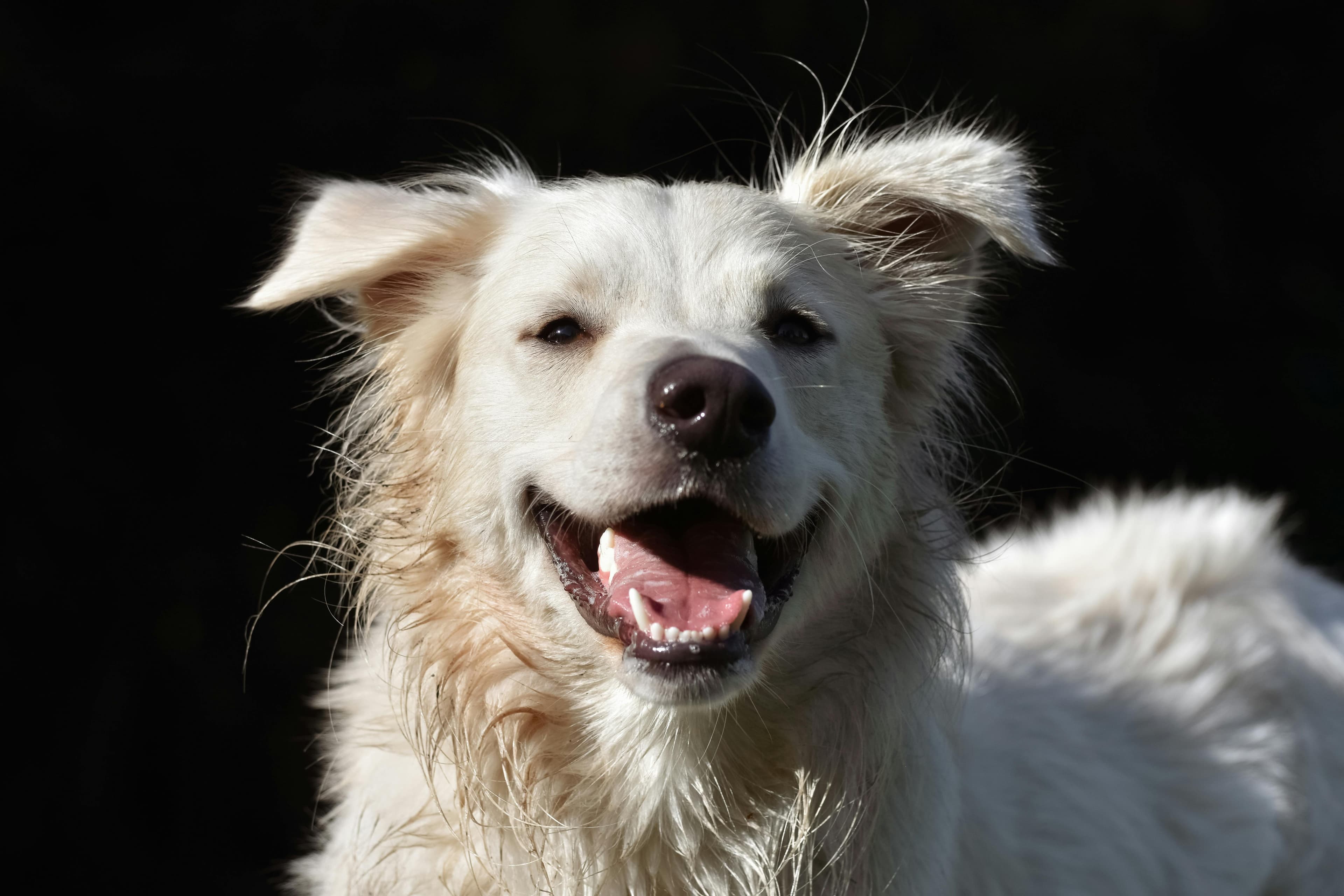 Uetliberg mit Hund: Tagesausflug-Guide