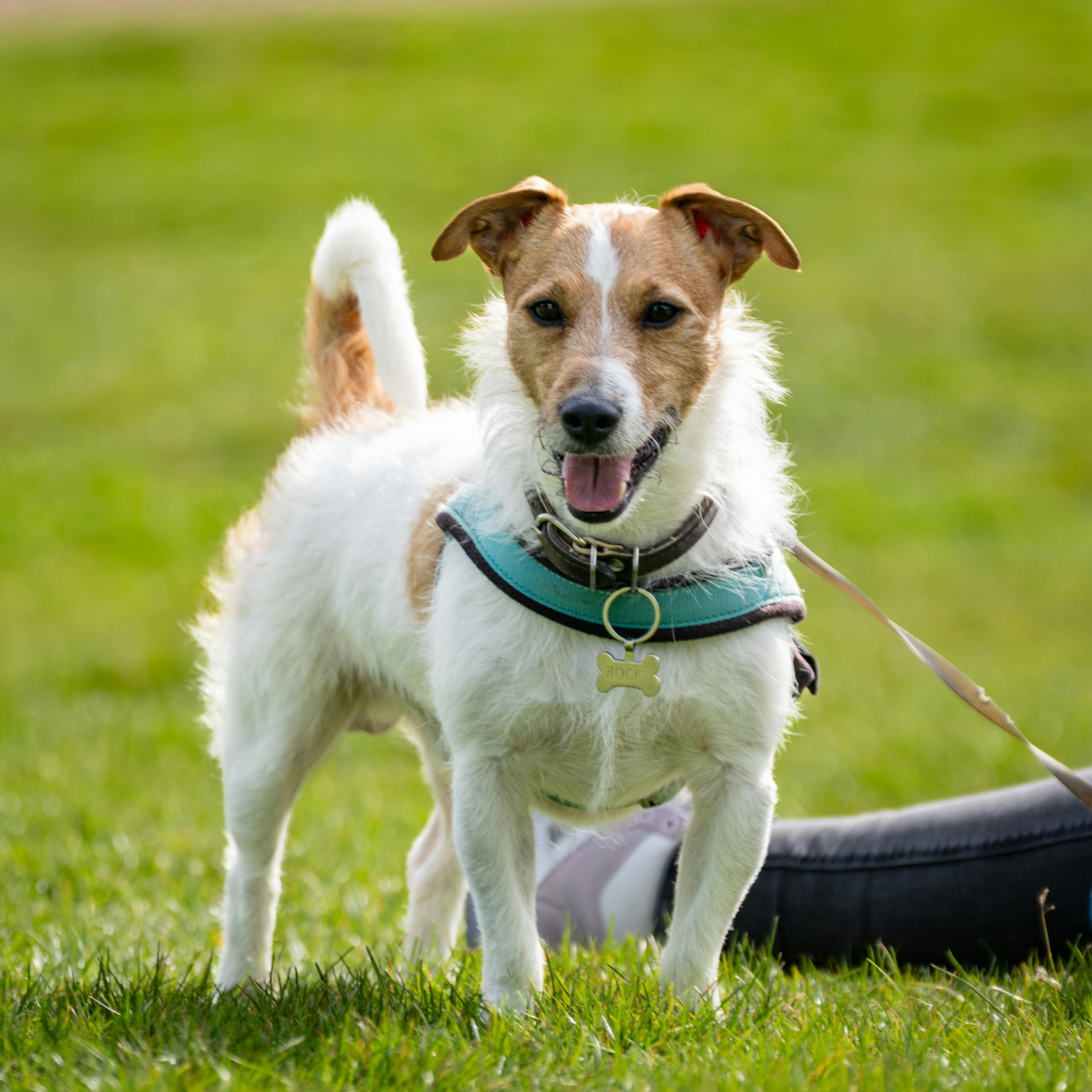 Dog Theory Course Zurich: Dates & Providers 2026
