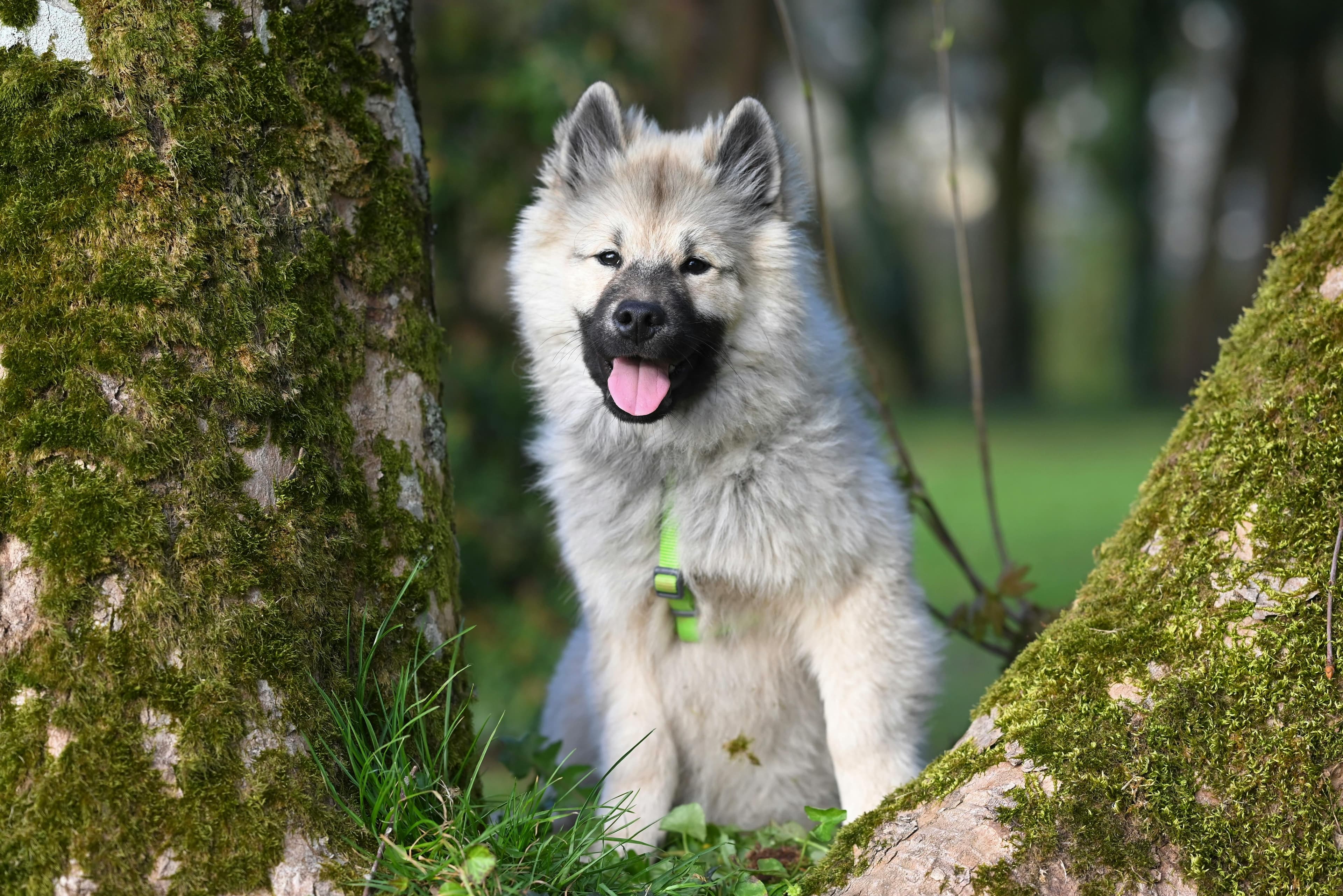 Herbst mit Hund im Kanton Zürich: Der Saison-Check