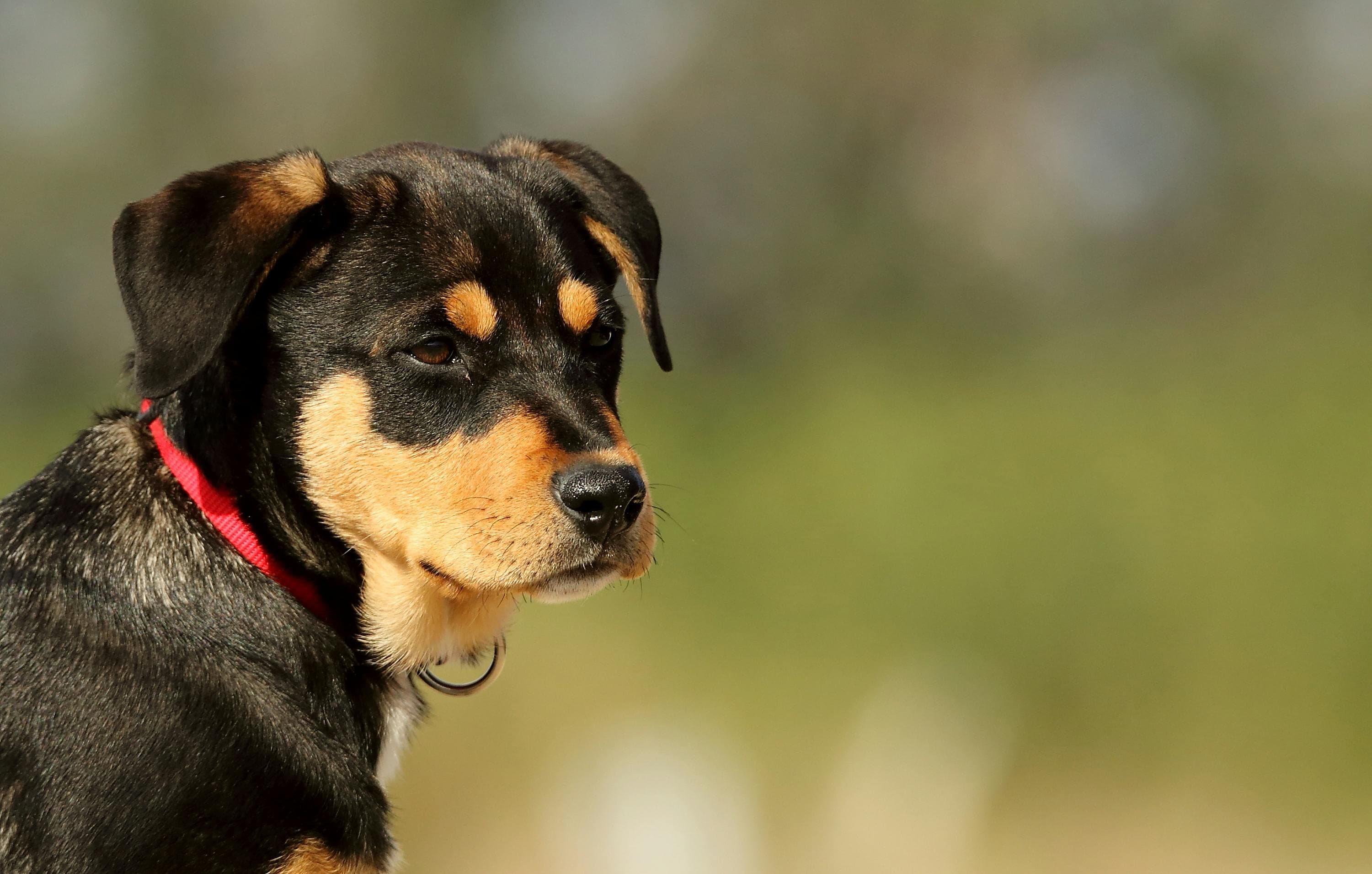 Dog Parks and Open Spaces in Zürich: The Best Spots for Spring 2026