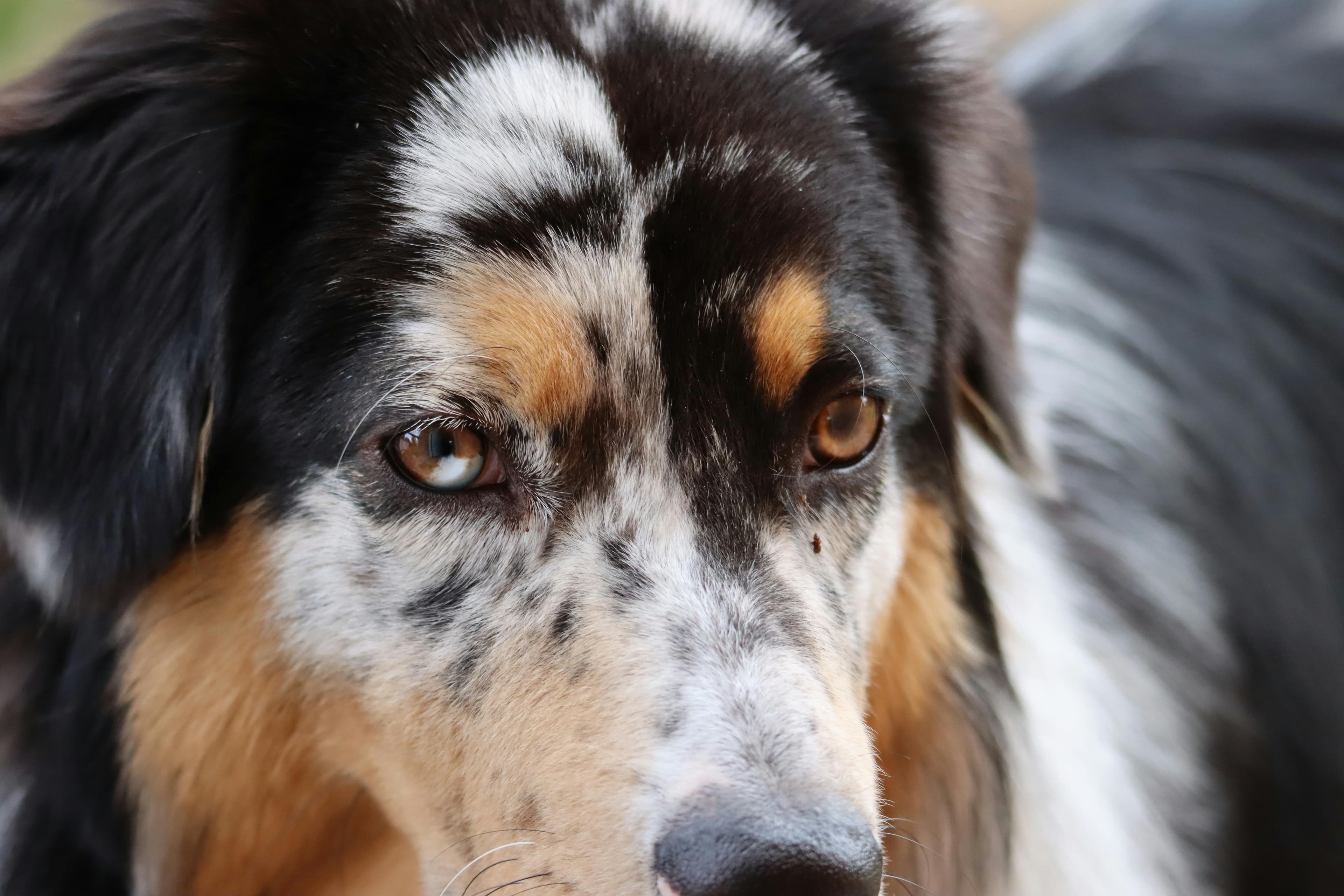 Hundesteuer Zürich: Alles zur Hundeabgabe im Kanton