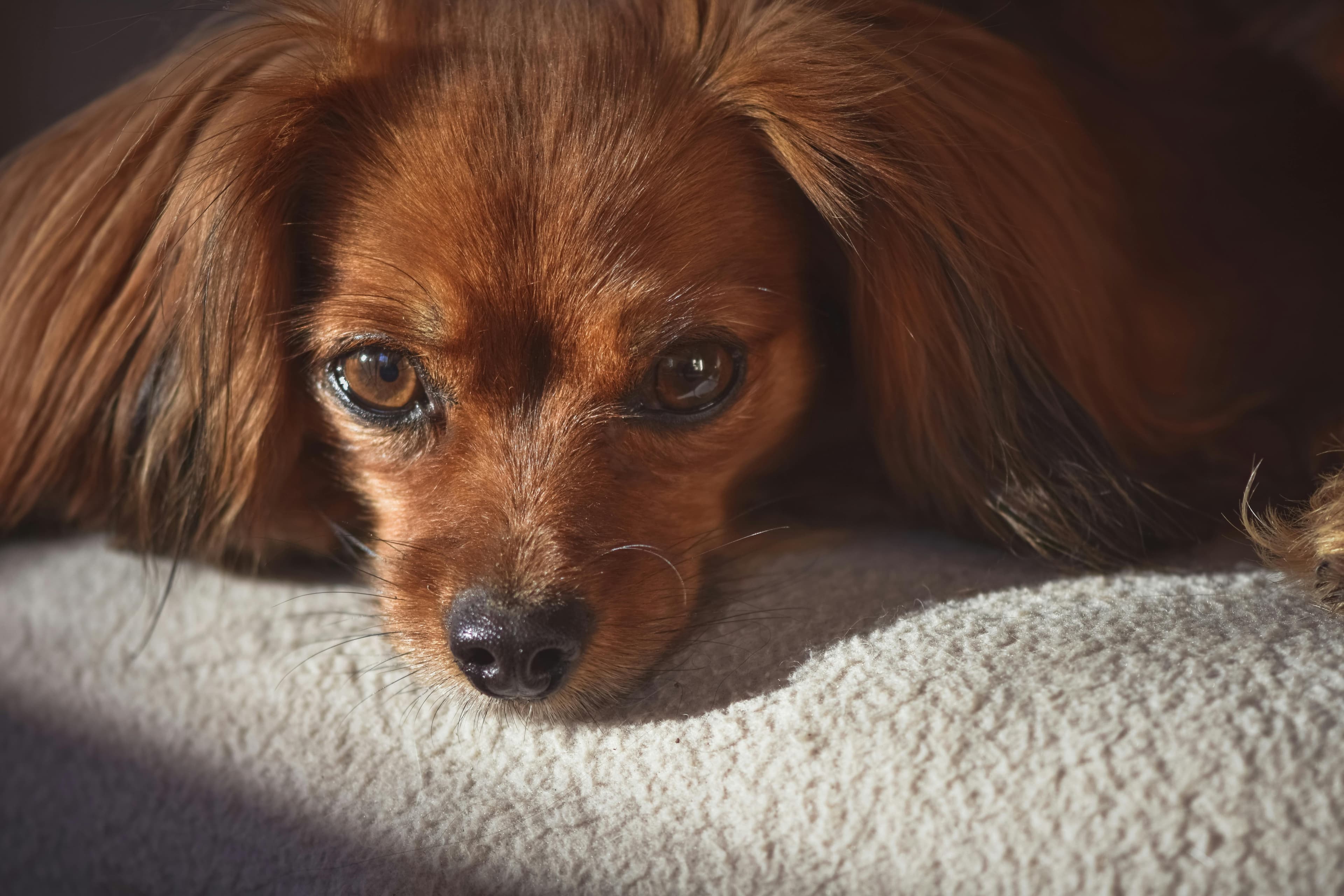Hund & Sommer in Zürich: Der grosse Sicherheits-Guide