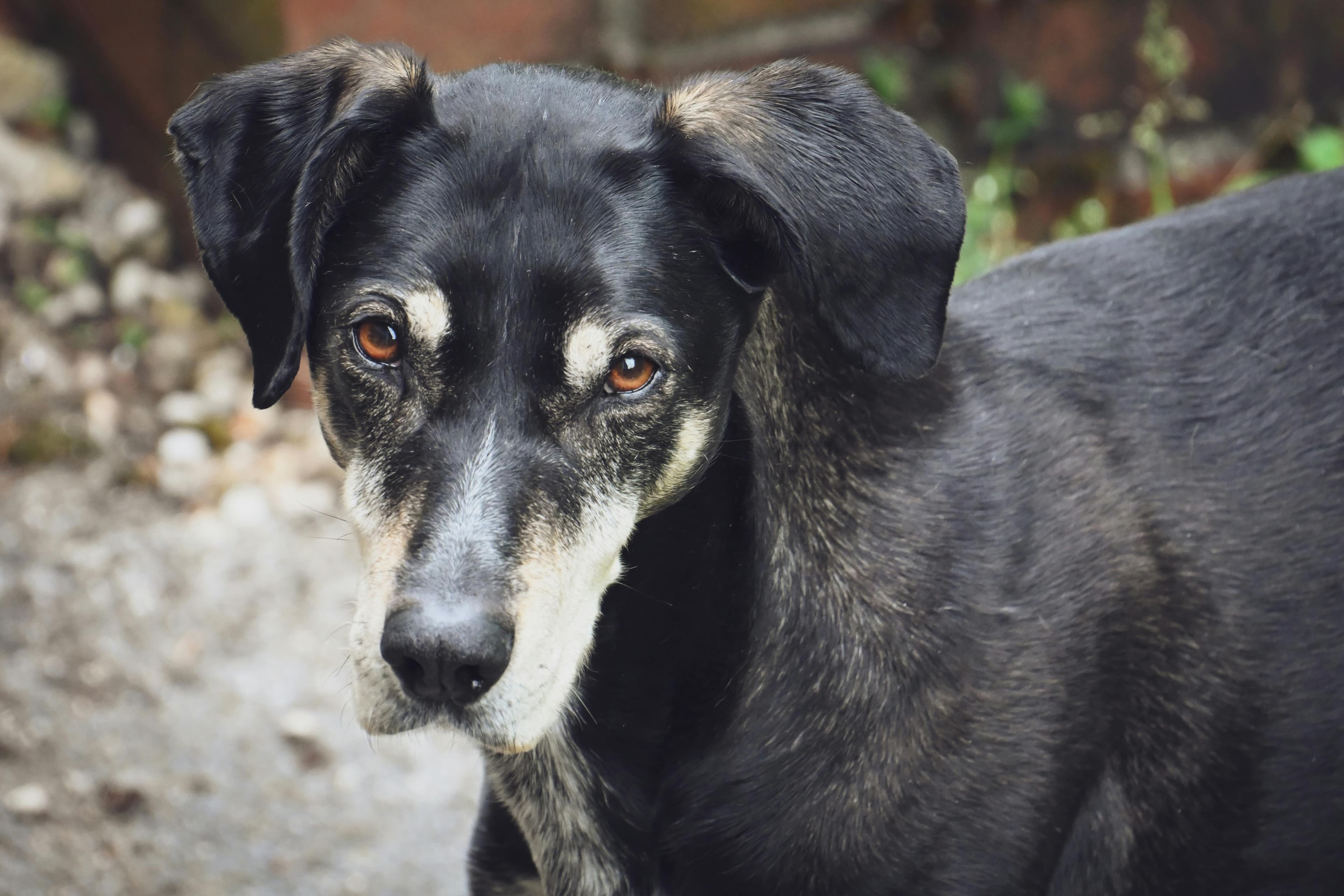 Hunde-Badeplätze Zürich: 3 bestätigte Spots + mehr