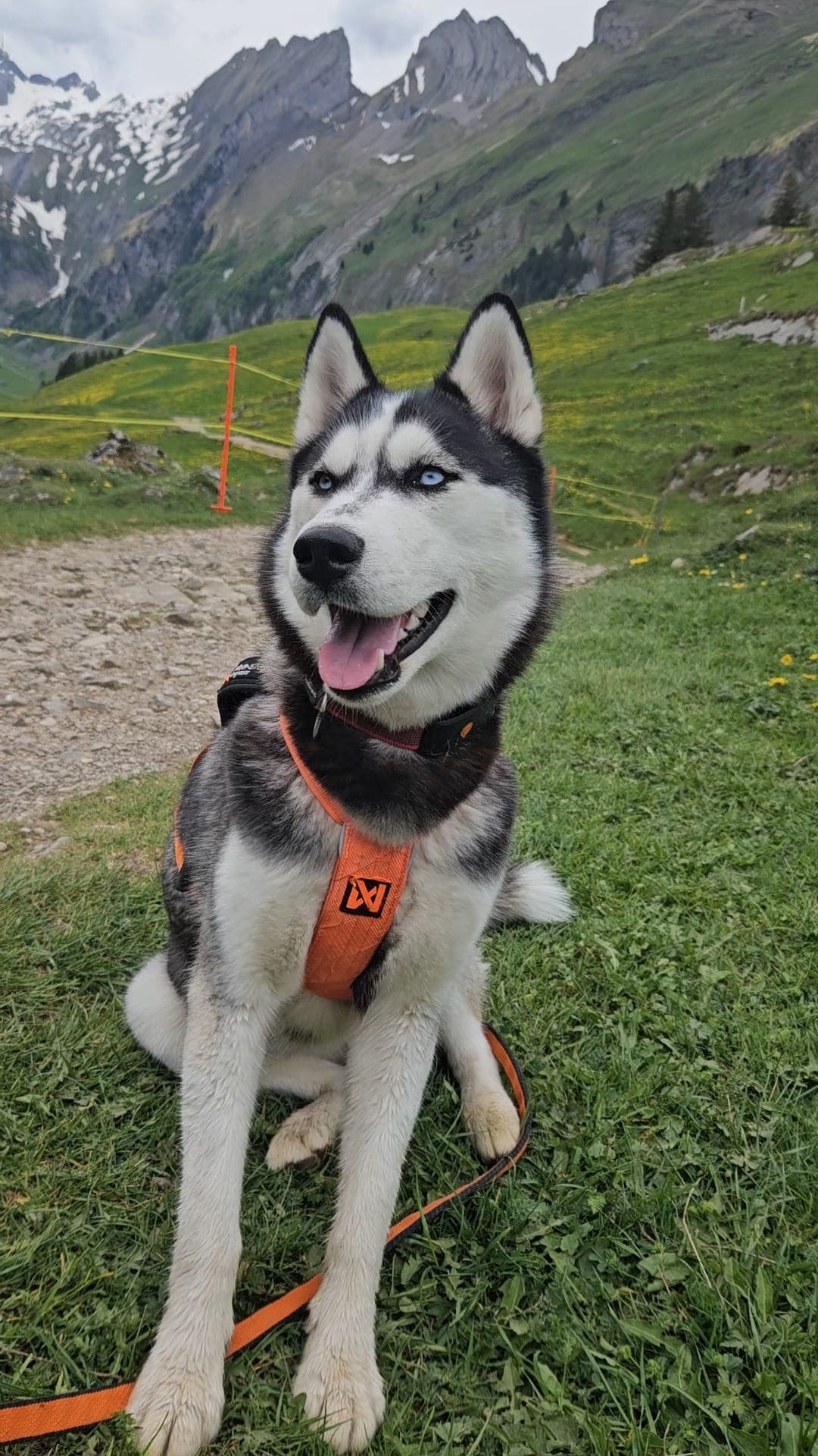 Noushka, ein Husky, auf einem Wanderweg im Appenzell