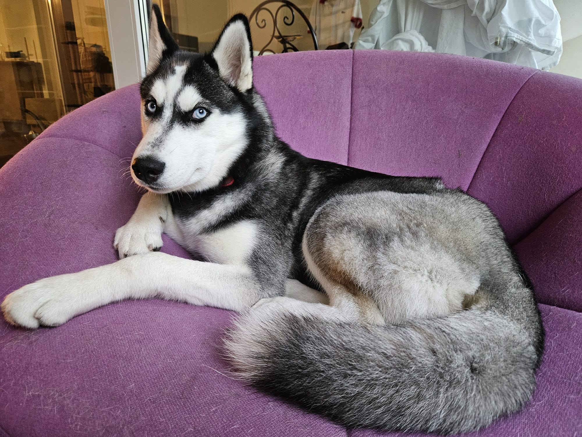 Wohnung mieten in Zürich mit Hund