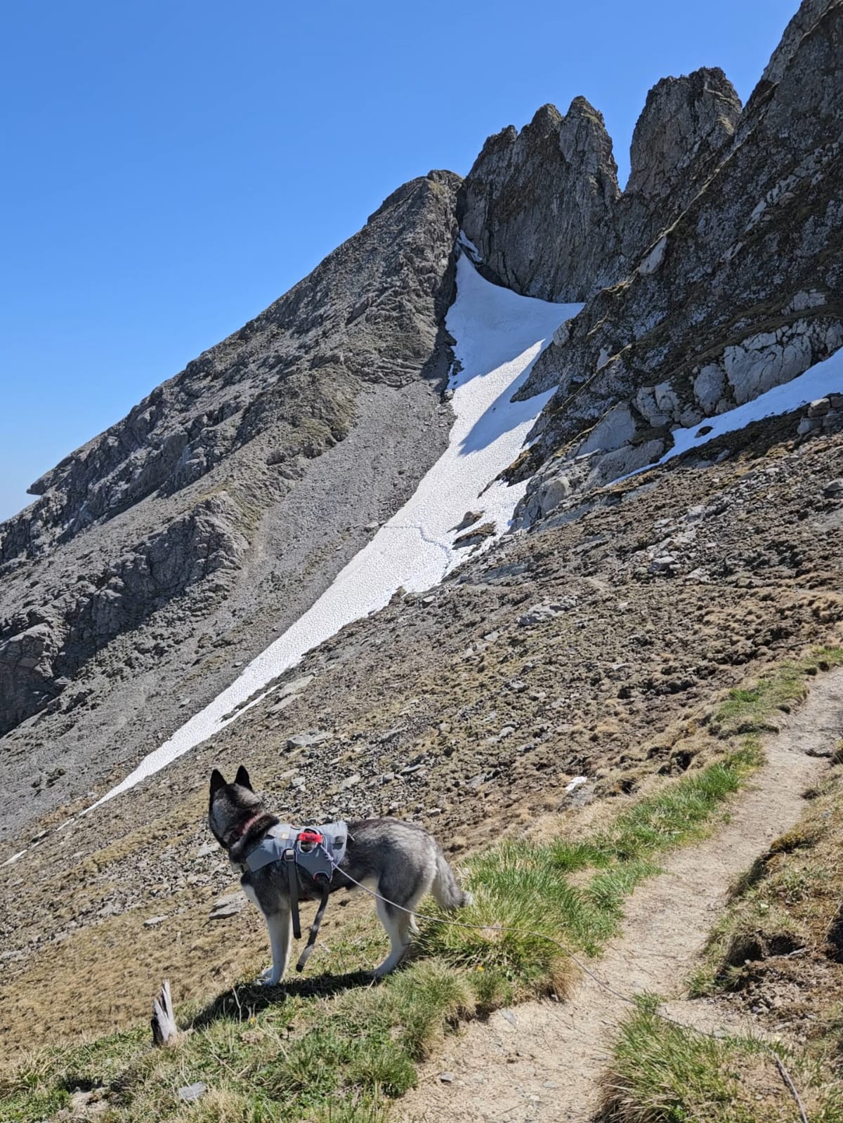 Husky Noushka unterhalb des felsigen Türmchen-Abschnitts des Grats, sie sucht sich ihren Weg über den schroffen Kamm