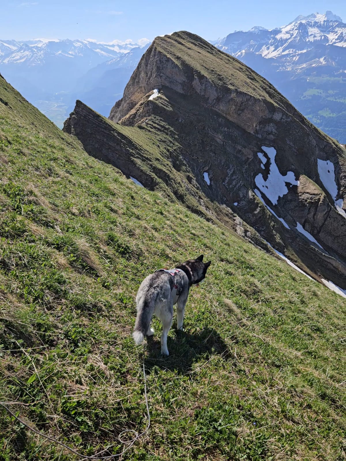 Husky Noushka auf einem grasigen Gratsporn, dahinter die breite Gratlinie