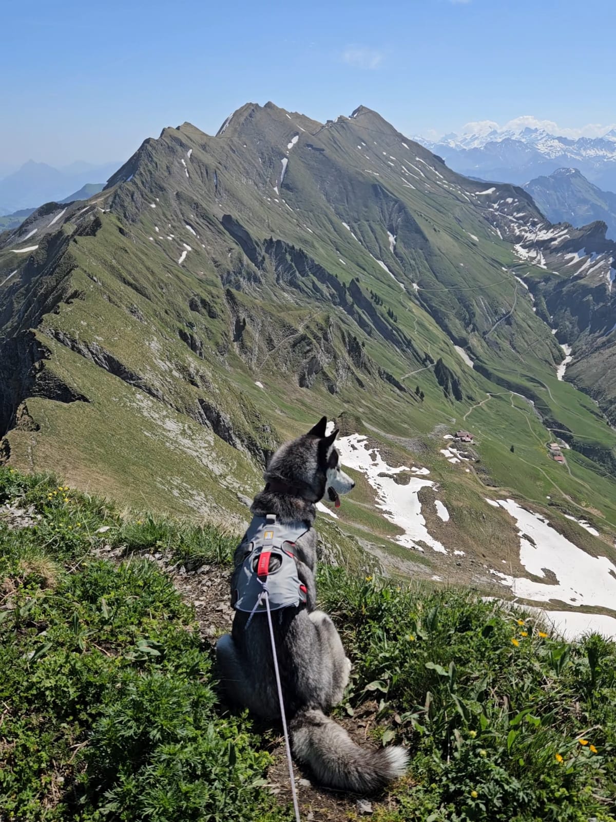 Husky Noushka steht auf dem Grat und blickt die Linie des Kamms nach vorne hinunter, dahinter ziehen sich die Berge in die Ferne