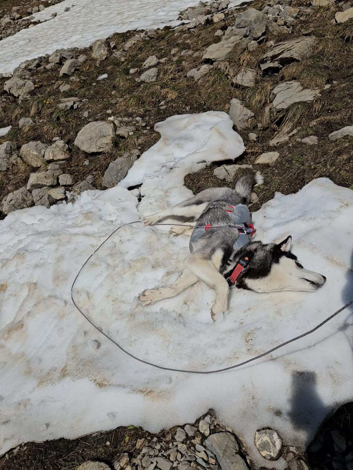 Husky Noushka an der Leine beim Queren eines Schneefelds auf dem Grat, der Hang fällt steil darunter ab