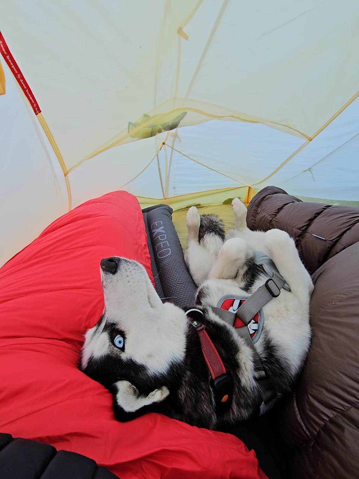 Husky Noushka eingerollt im Zelt am Hochlager, durch die offene Plane ist der Grat zu sehen