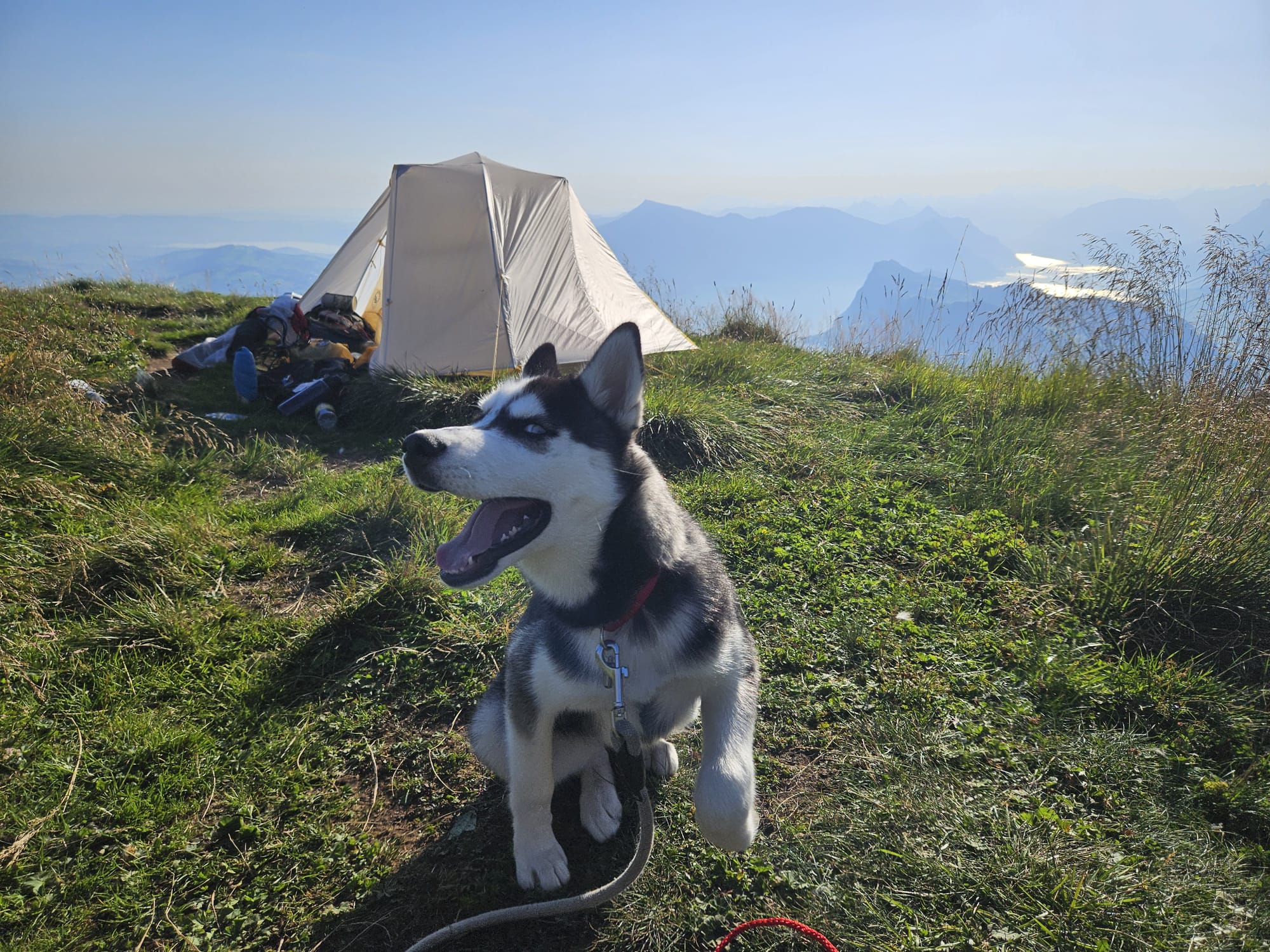 Pitched tent on the ridge at Klimsenhorn in evening light, the silhouettes of the central Swiss mountains behind