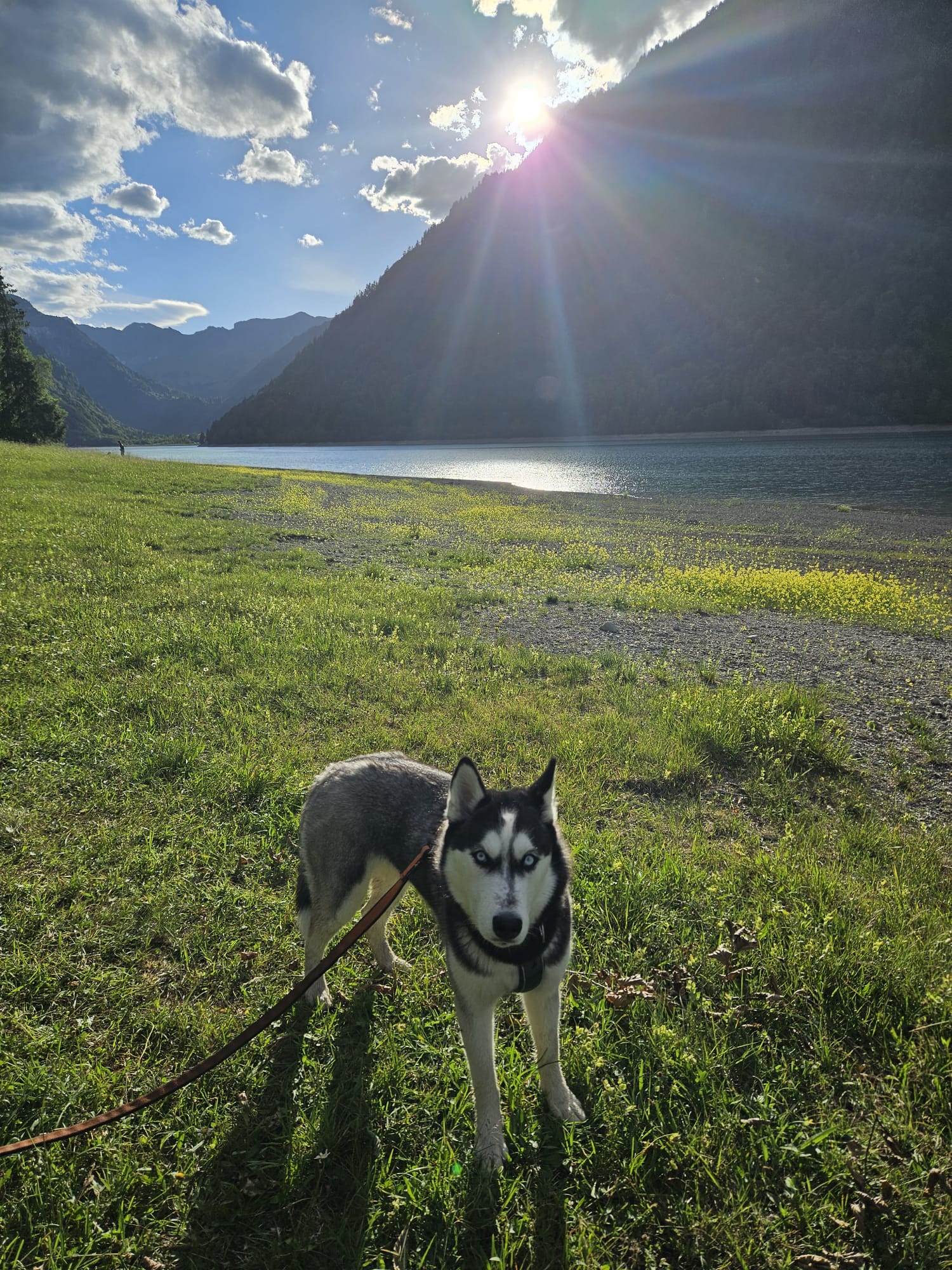 Noushka am Klöntalersee in der Abendsonne, Wasser im Hintergrund