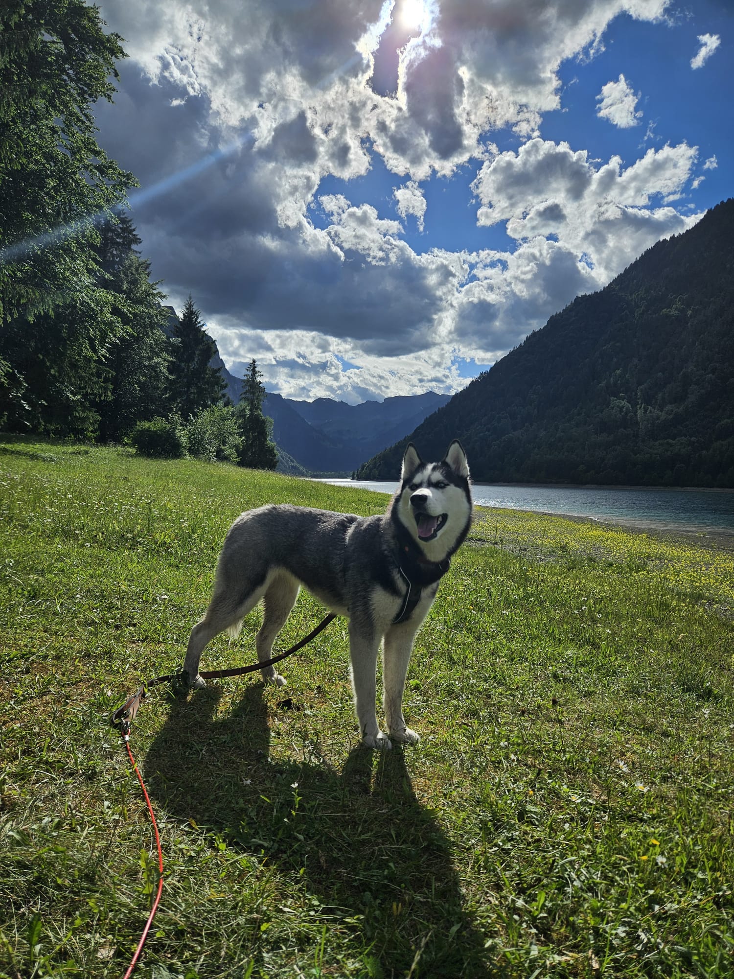 Noushka am Klöntalersee-Ufer, See und Berge im Hintergrund, Schleppleine sichtbar