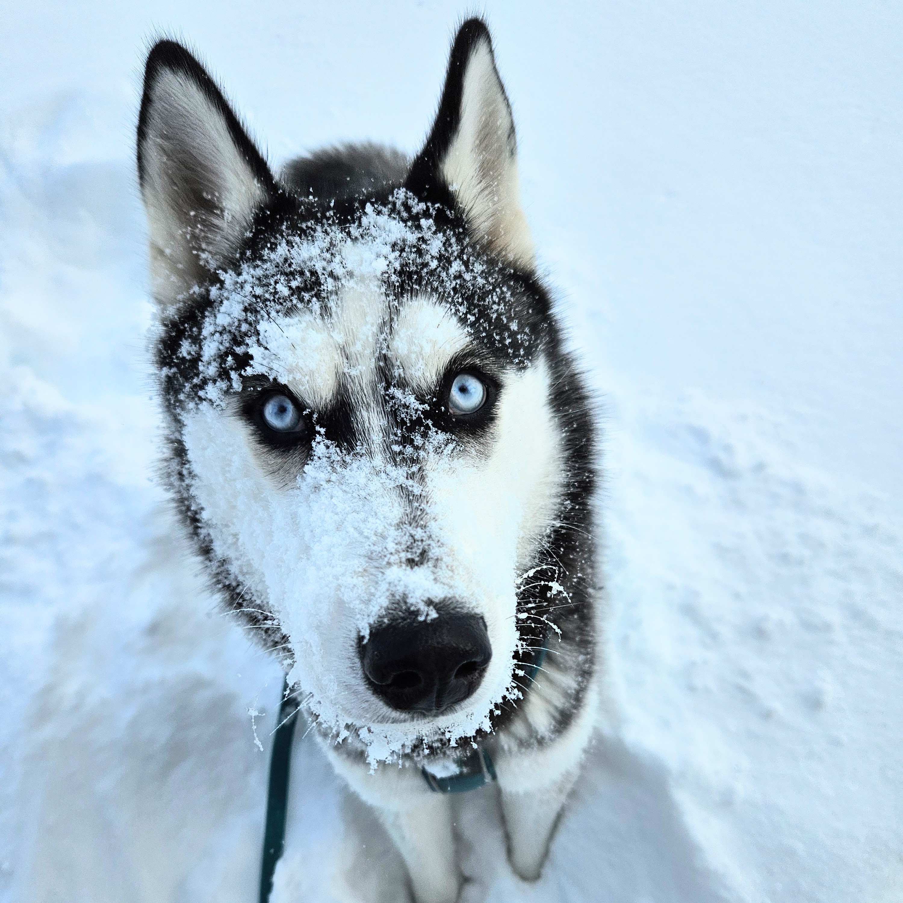 Register Your Dog in Zurich: Step by Step