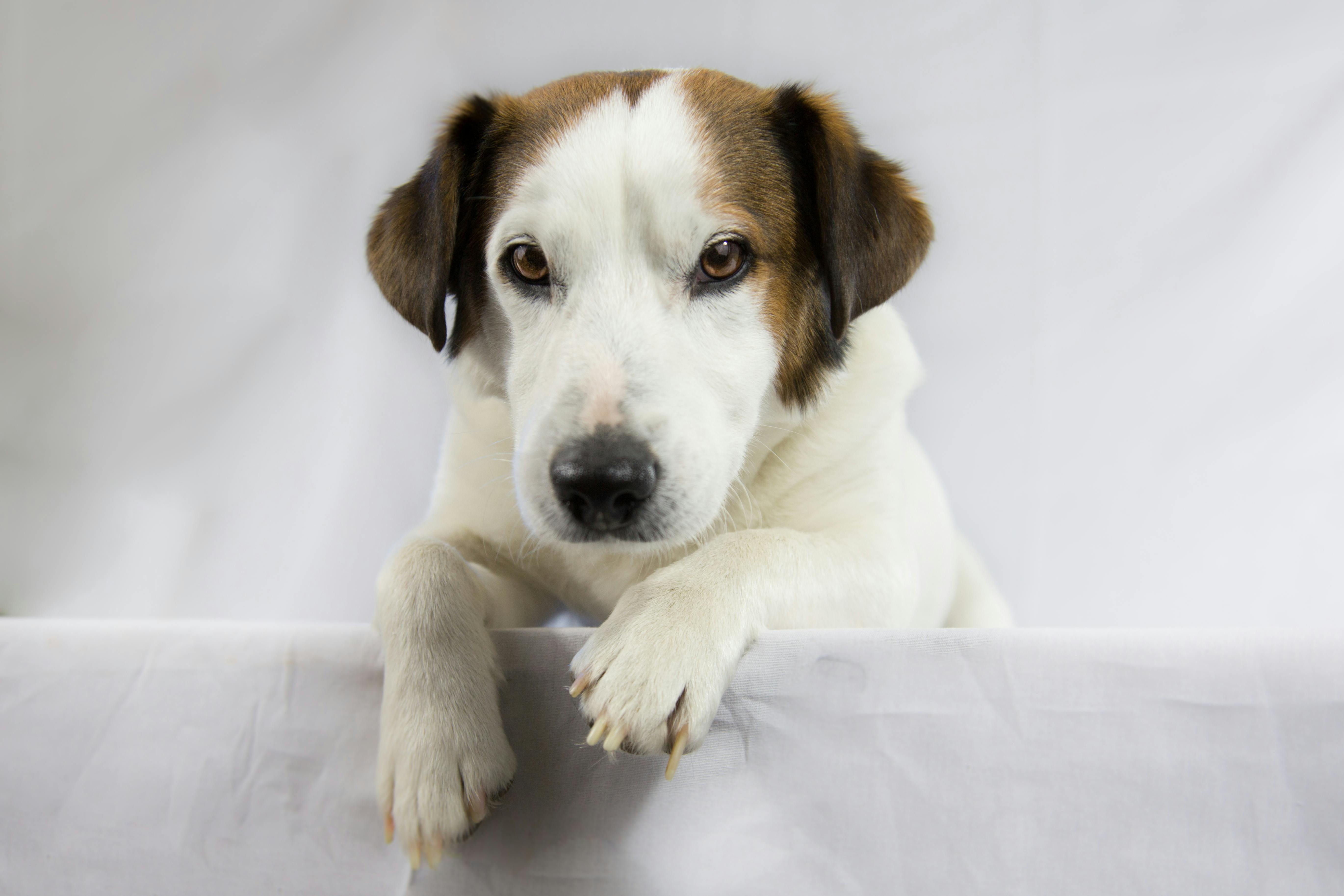 Hundekurs Frist verpasst Zürich: Was jetzt?
