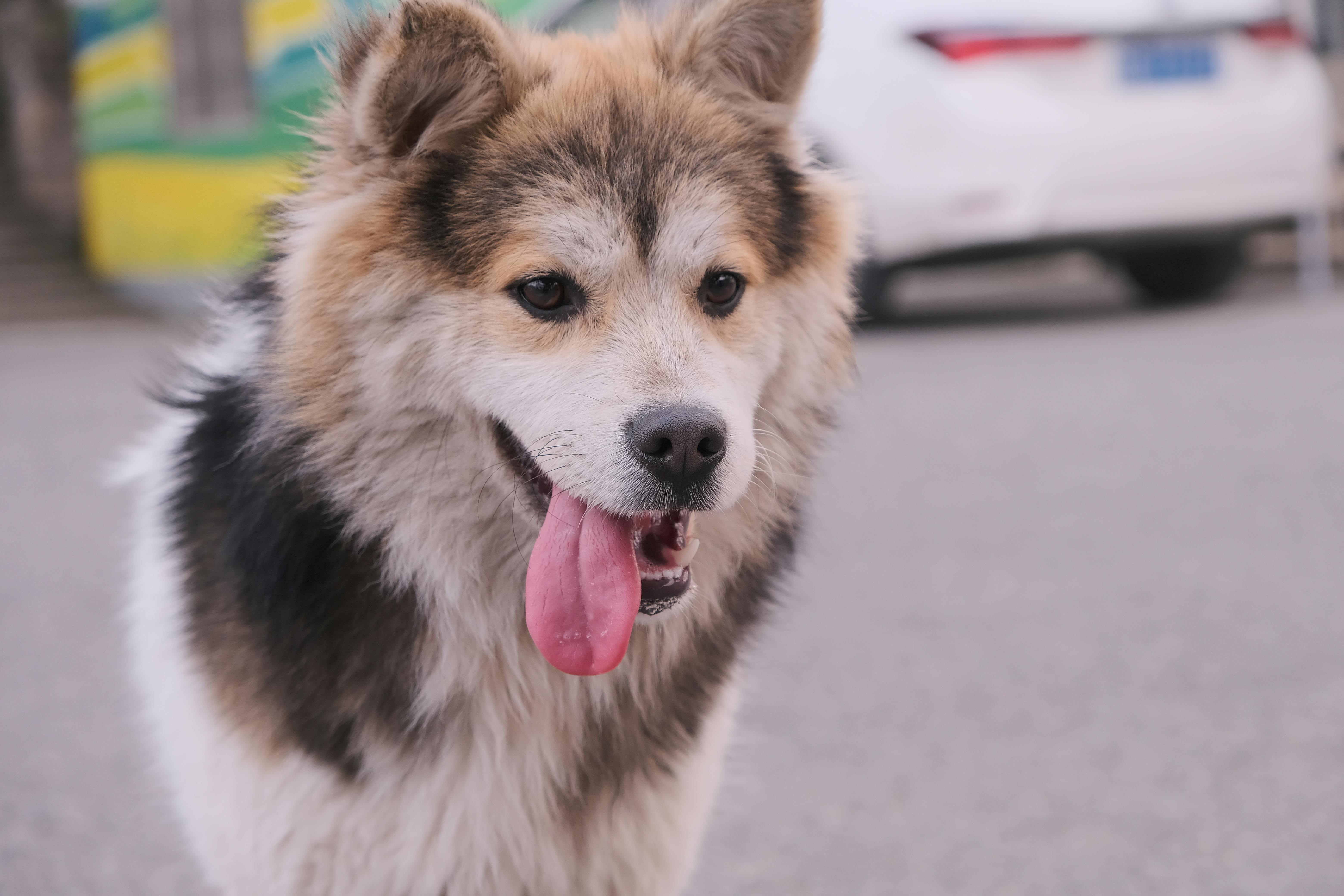 Praktischer Hundekurs Zürich: Inhalt & Prüfung