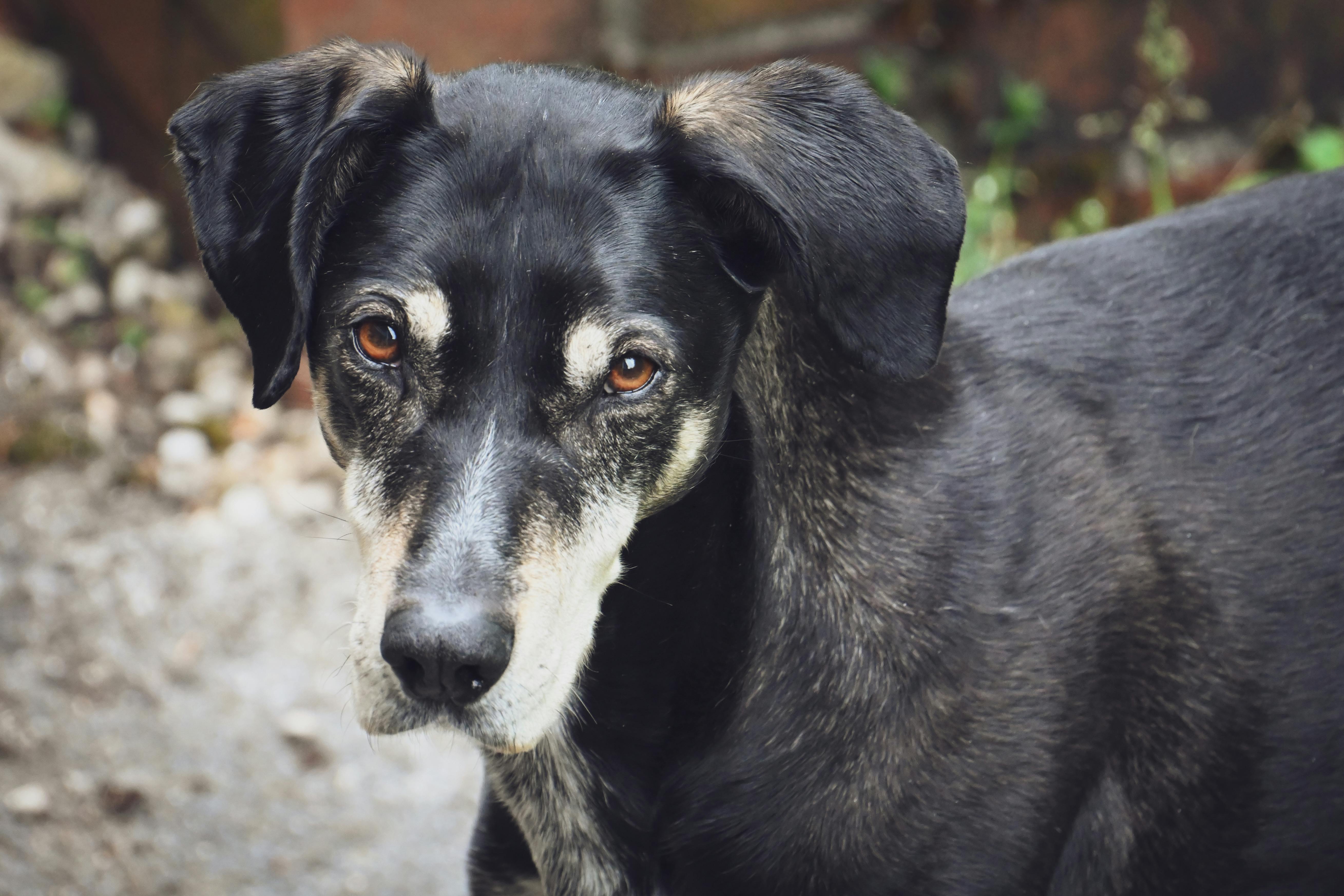 Hunde-Badeplätze Zürich: 3 bestätigte Spots + mehr