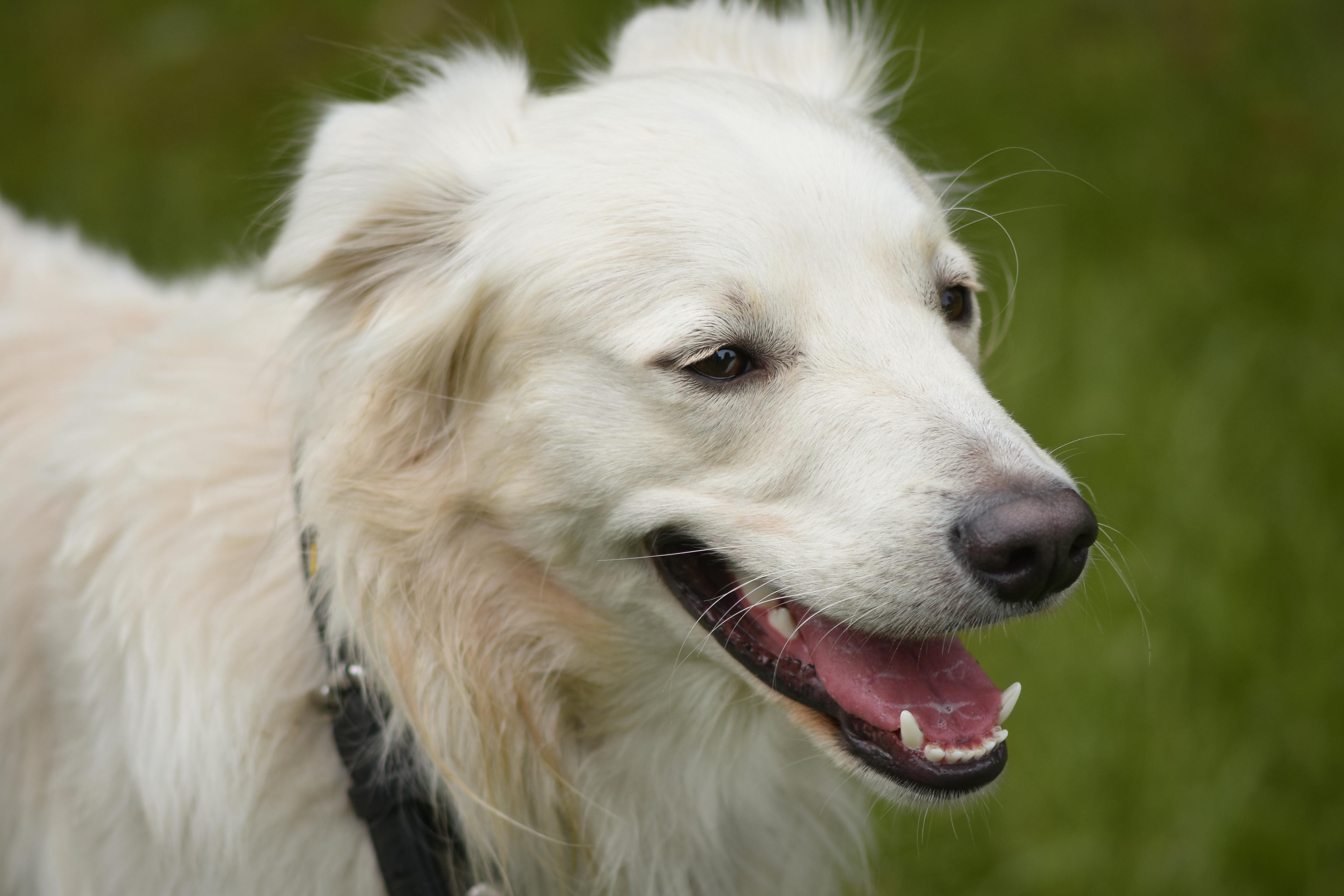 Hunde-Badestellen Zürich im August: 3 Spots + Packliste