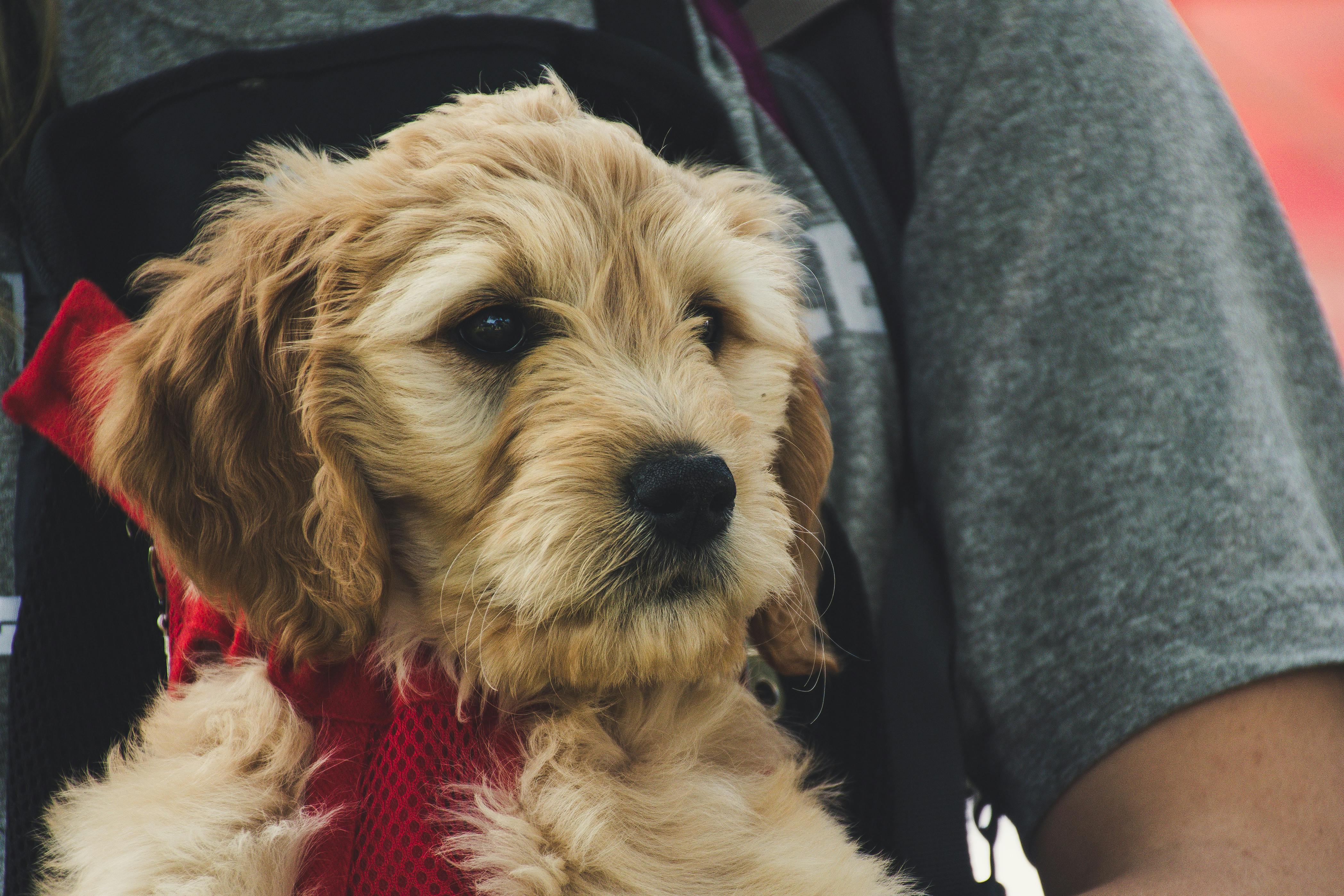 Dog Code of Conduct Zurich: What It Means for You