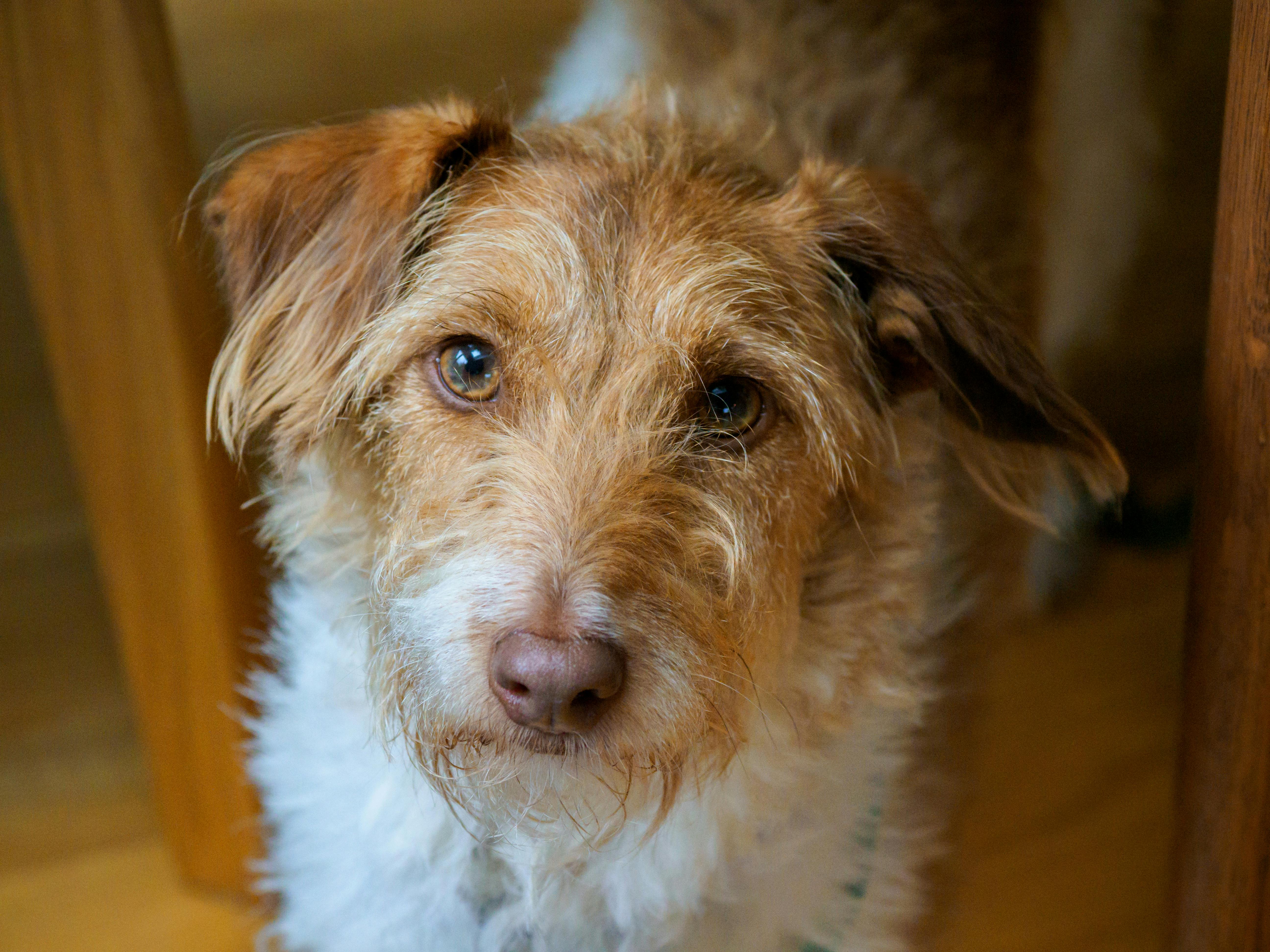 Leinenpflicht Hund Zürich und Schweiz: Der Überblick (2026)