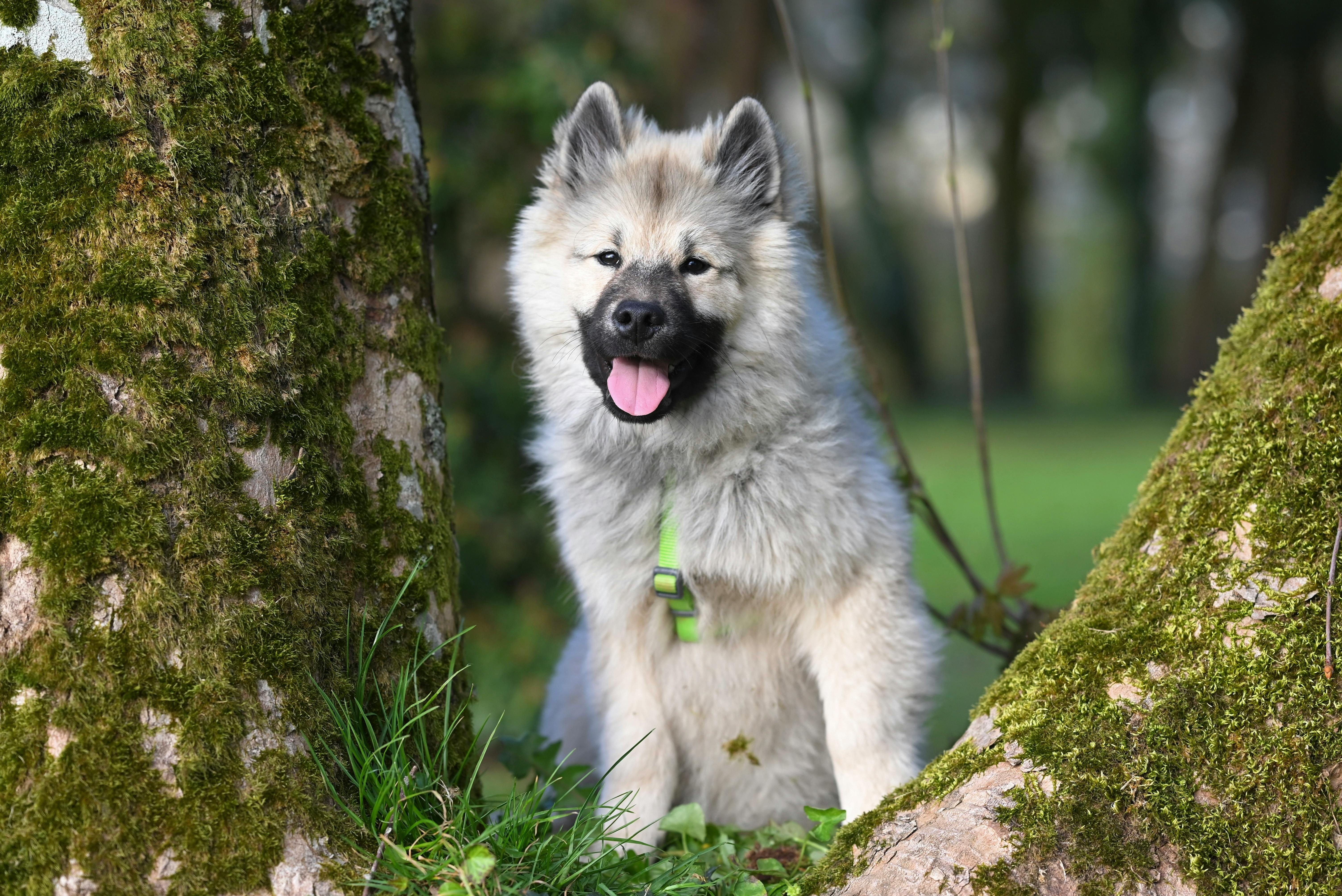 Herbst mit Hund im Kanton Zürich: Der Saison-Check