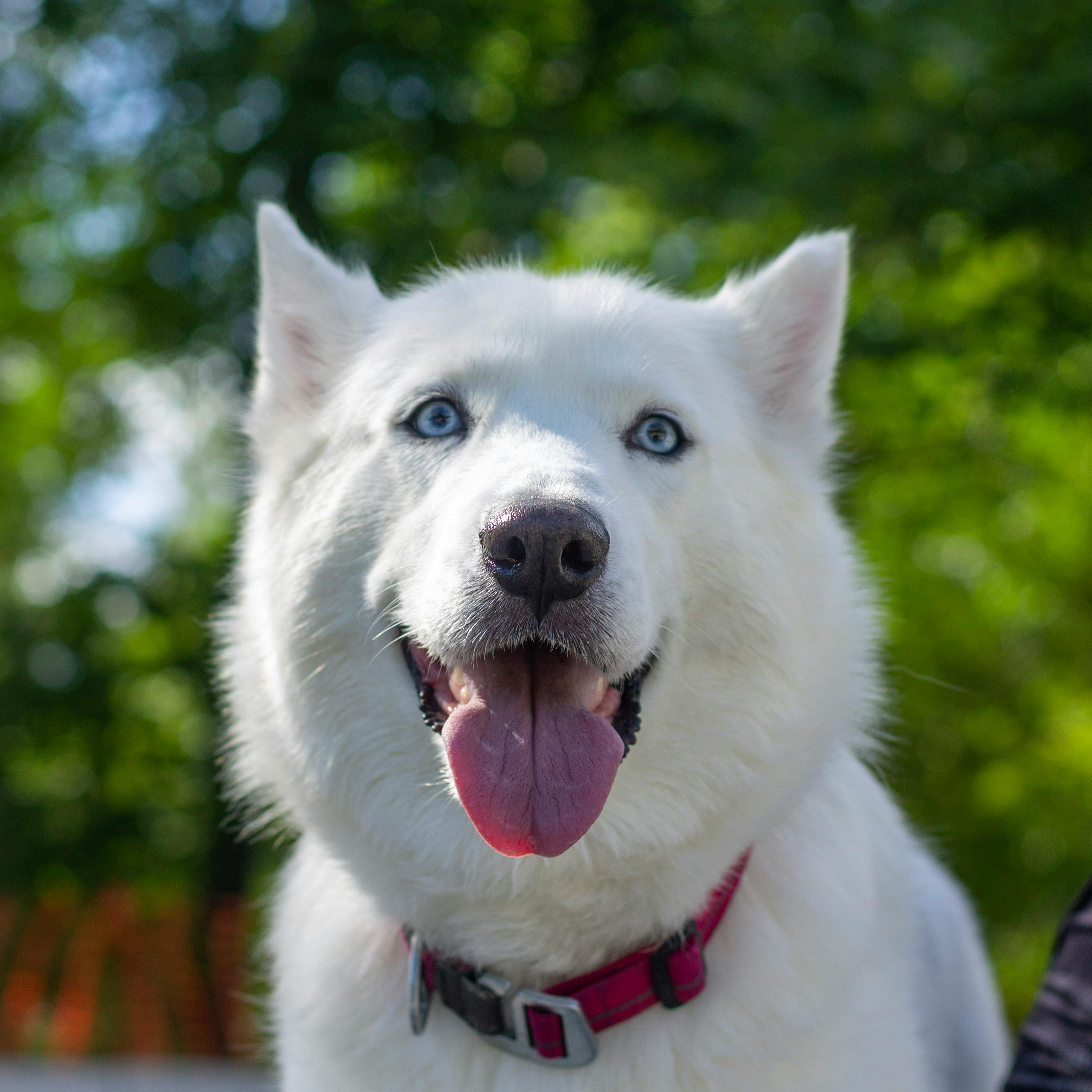 Hund anmelden Zürich Gemeinde: So geht's