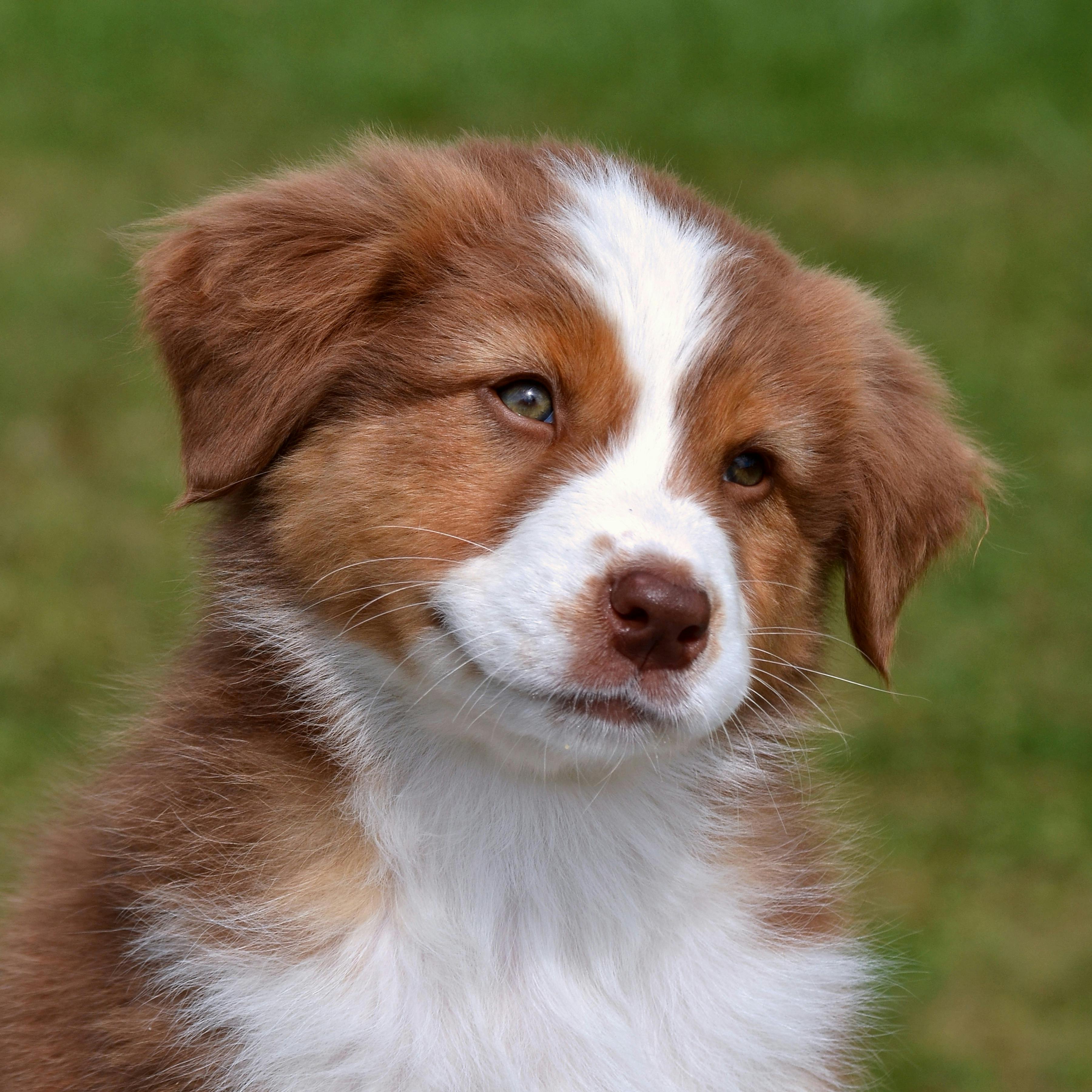 Register Your Dog in Zürich Municipality: How It Works