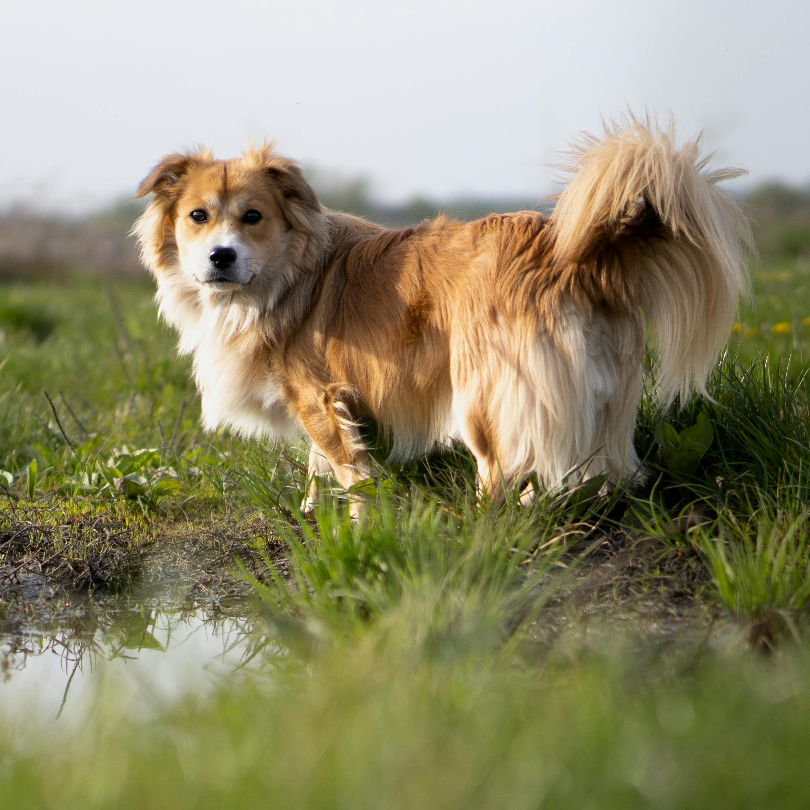 Zurich Dog Law 2025: What You Need to Know