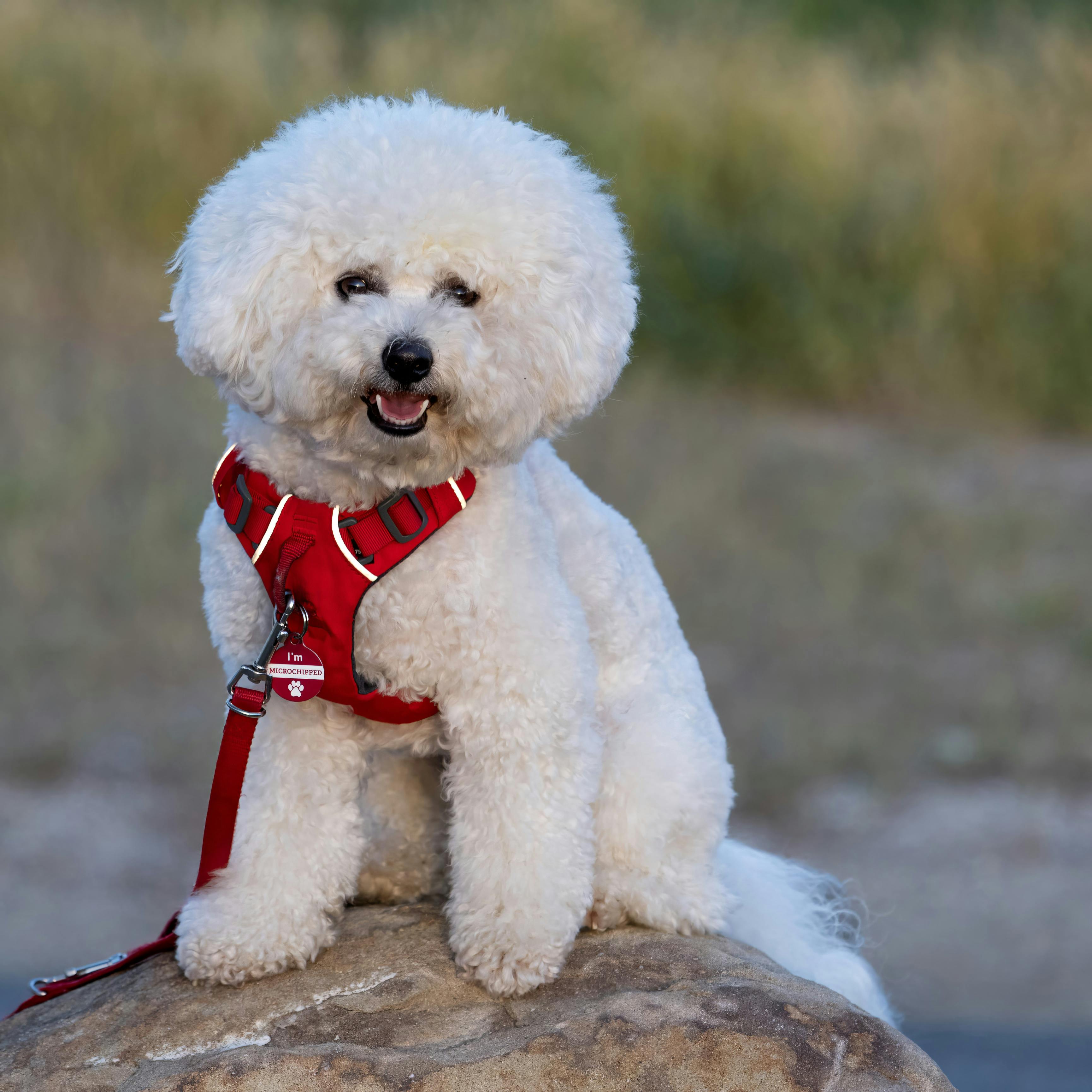 Which Dog Course Is Mandatory in Zurich?