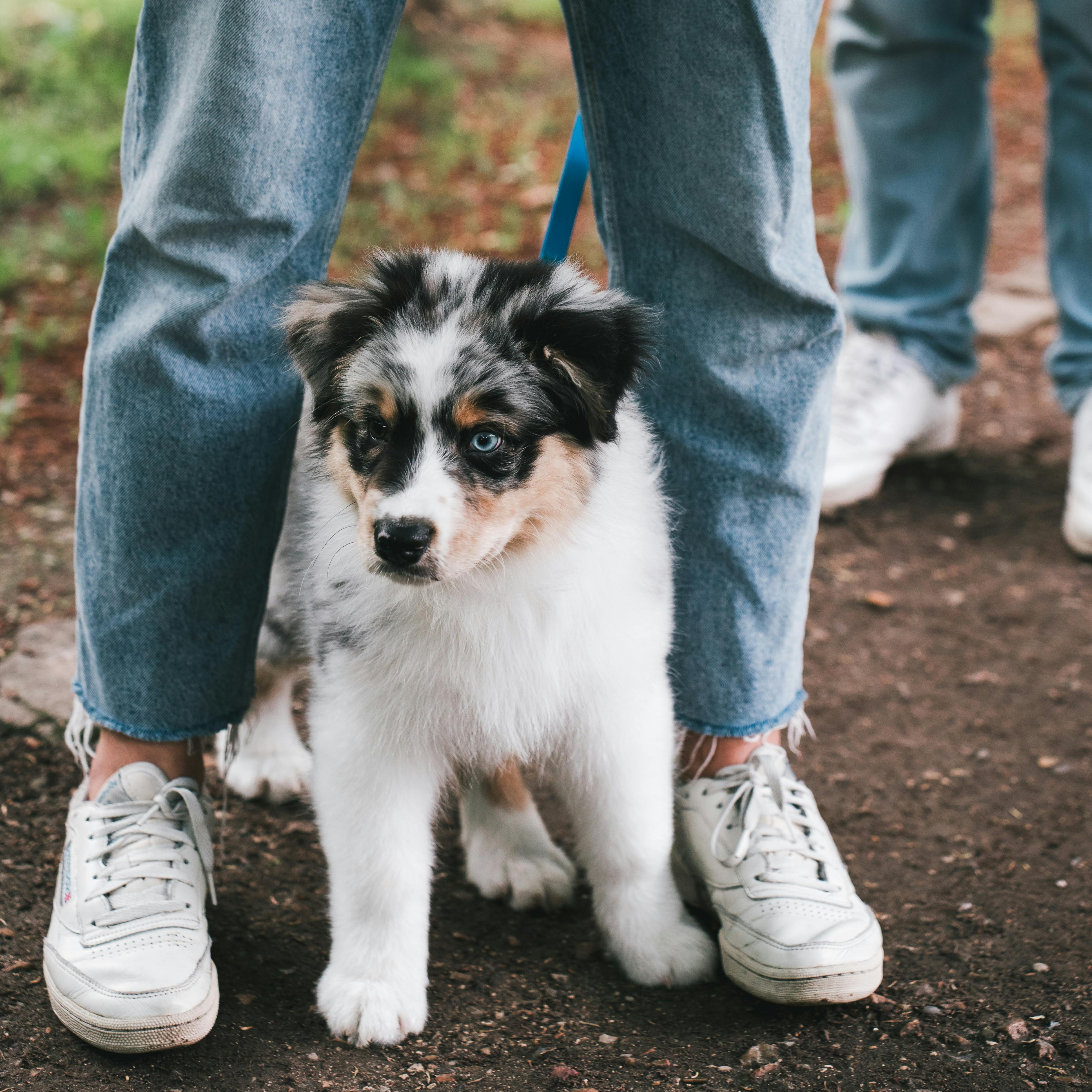 Hundegesetz Zürich 2025: Was du wissen musst
