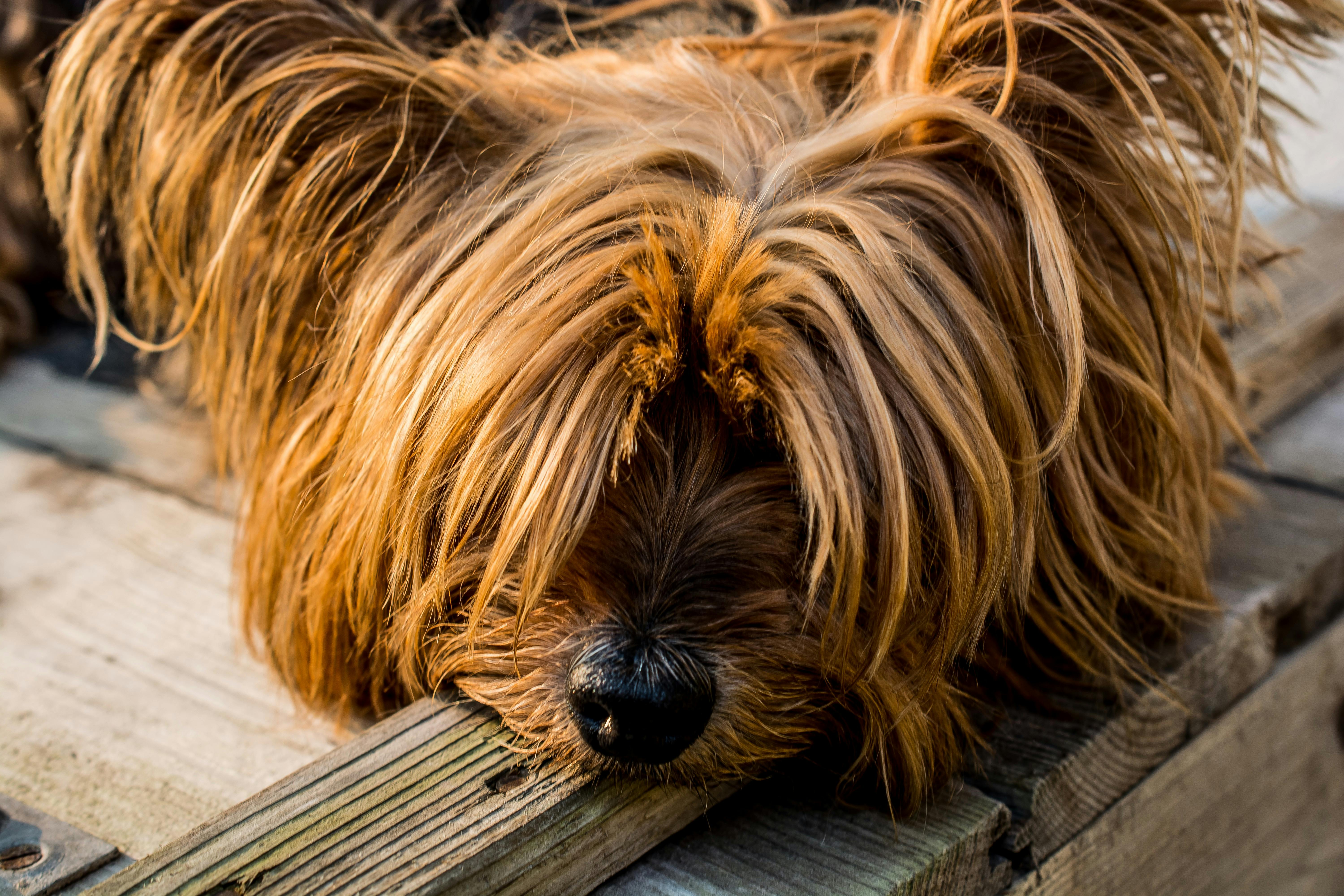 Haftpflichtversicherung Hund Zürich: Pflicht & Kosten
