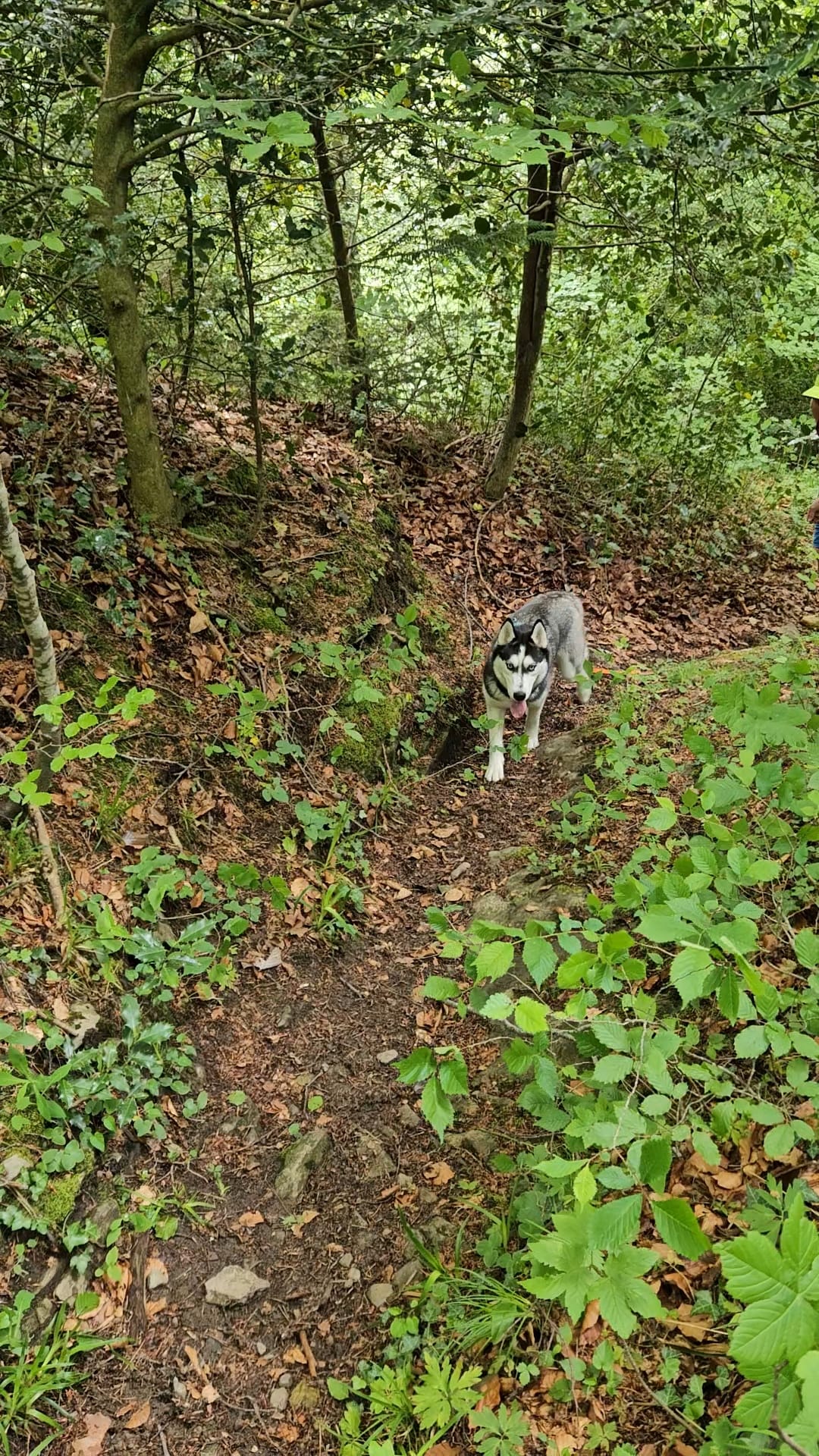 Noushka auf dem schattigen Waldweg im Aufstieg von Brunnen — rotes Halsband, wacher Blick