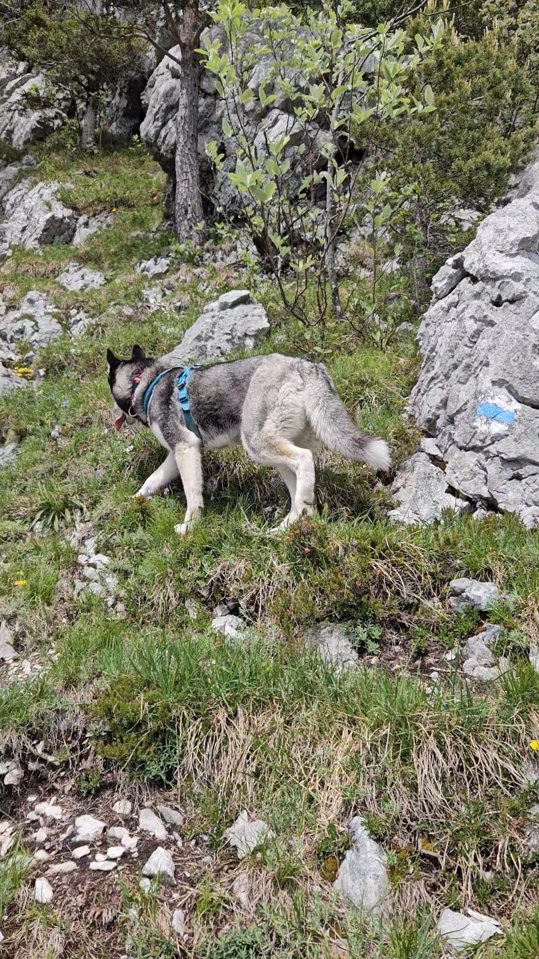 Noushka auf der Graspassage neben den Felsen — der improvisierte Umgehungsweg durch das Gebüsch