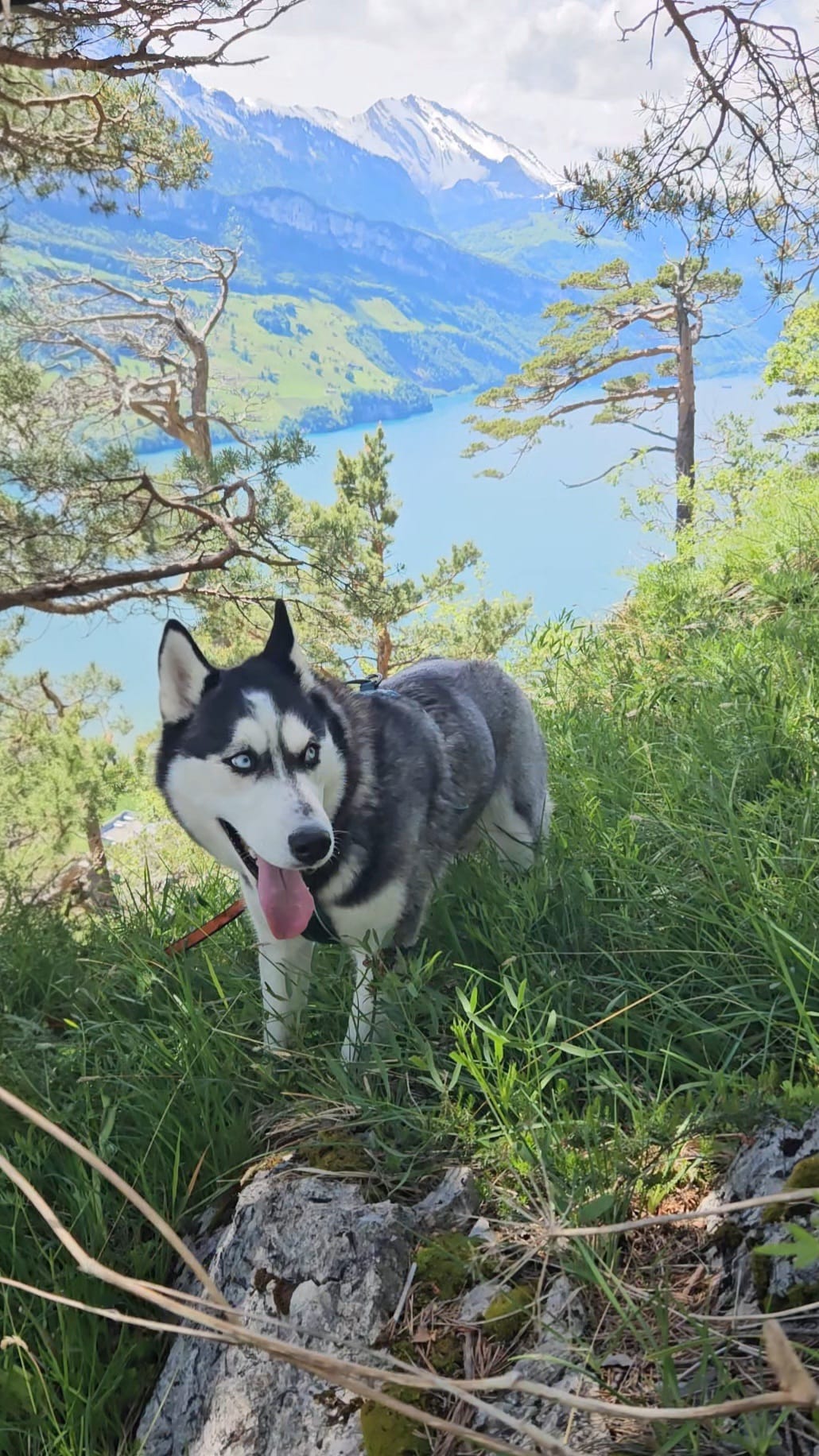 Noushka mit dem Vierwaldstättersee im Hintergrund — blaue Augen, Zunge raus, sichtlich zufrieden nach dem Gipfel