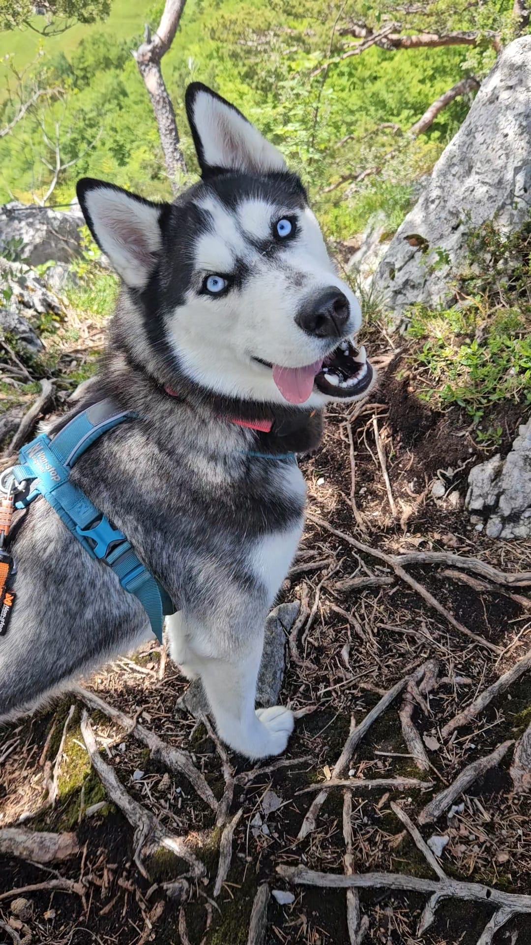 Noushka Nahaufnahme — blaue Augen, Zunge raus, glücklicher Husky nach der Tour