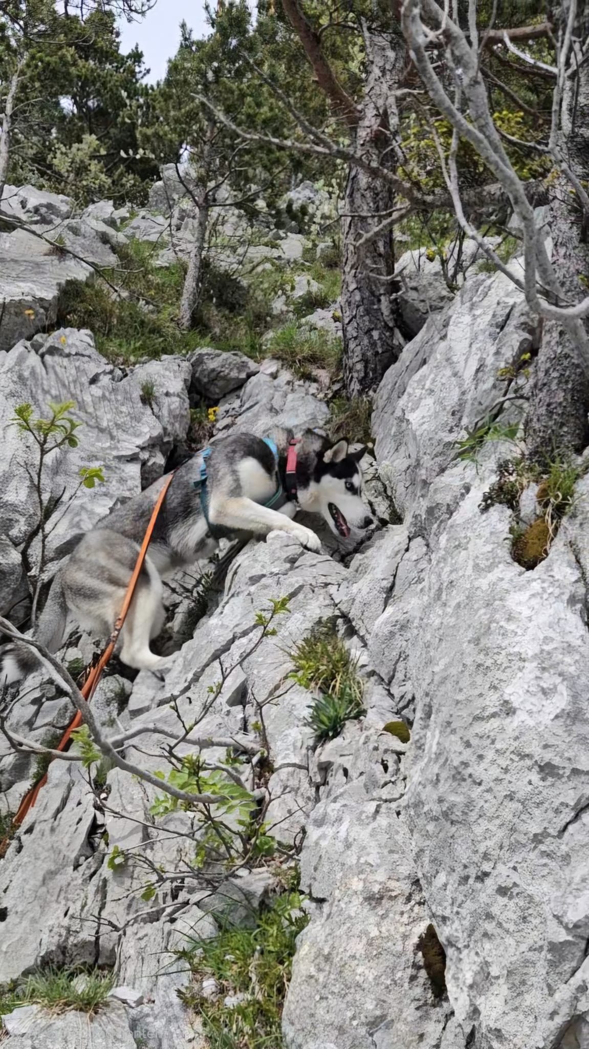 Noushka klettert zwischen grossen Felsblöcken — Geschirr und rote Leine sichtbar, aktive Kletterpose