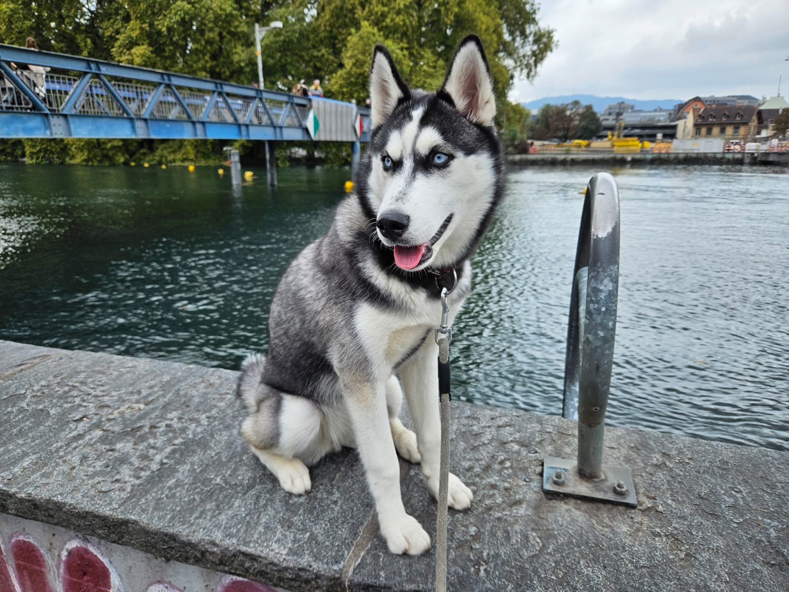 Obligatorischer Hundekurs Zürich: Alles auf einen Blick